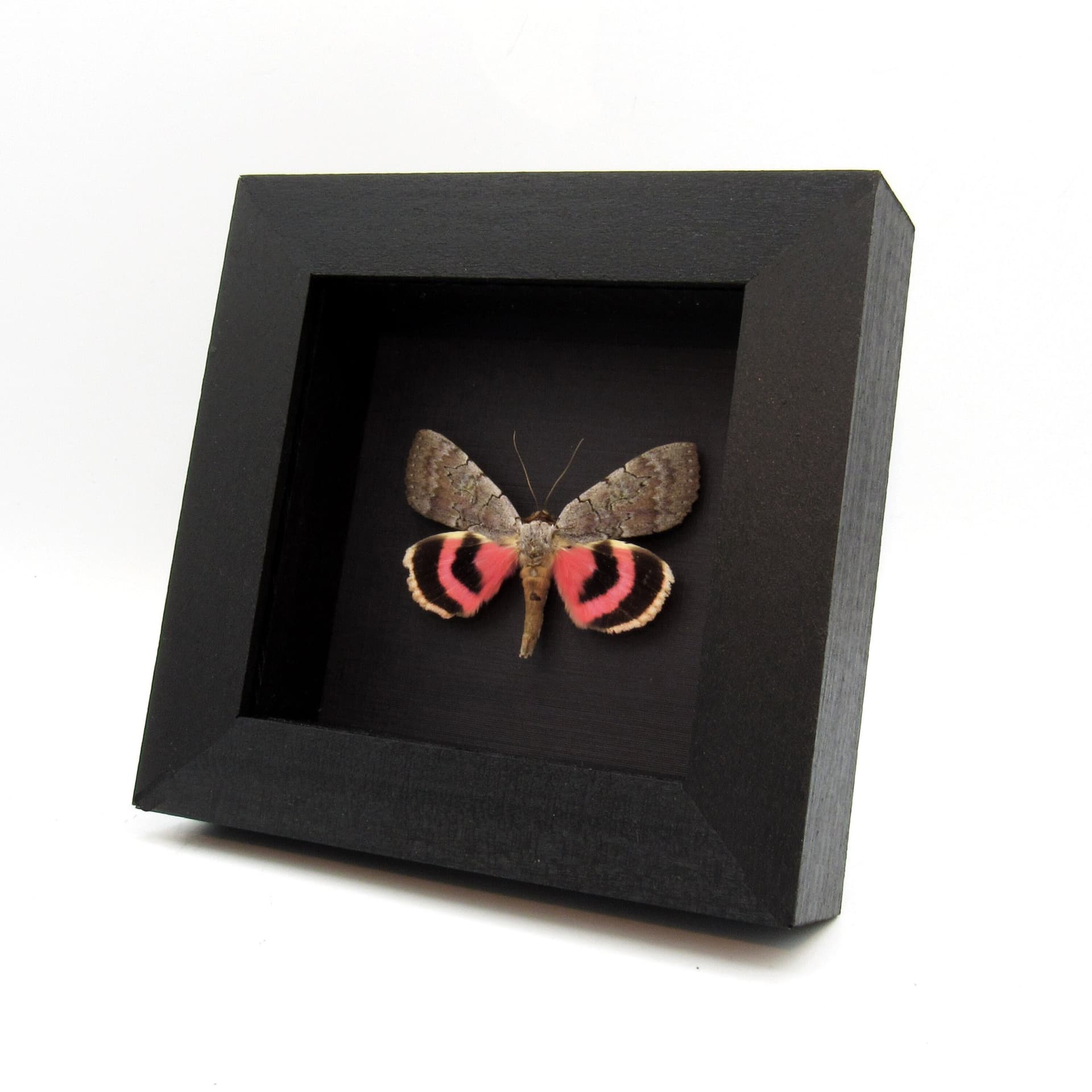 Real pink Sleepy Underwing moth framed taxidermy - Catocala concumbens