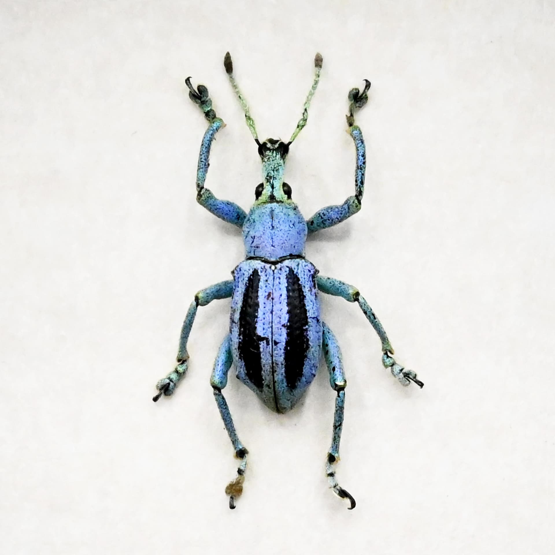 Rare Weevil beetle framed taxidermy - Eupholus marilaurea