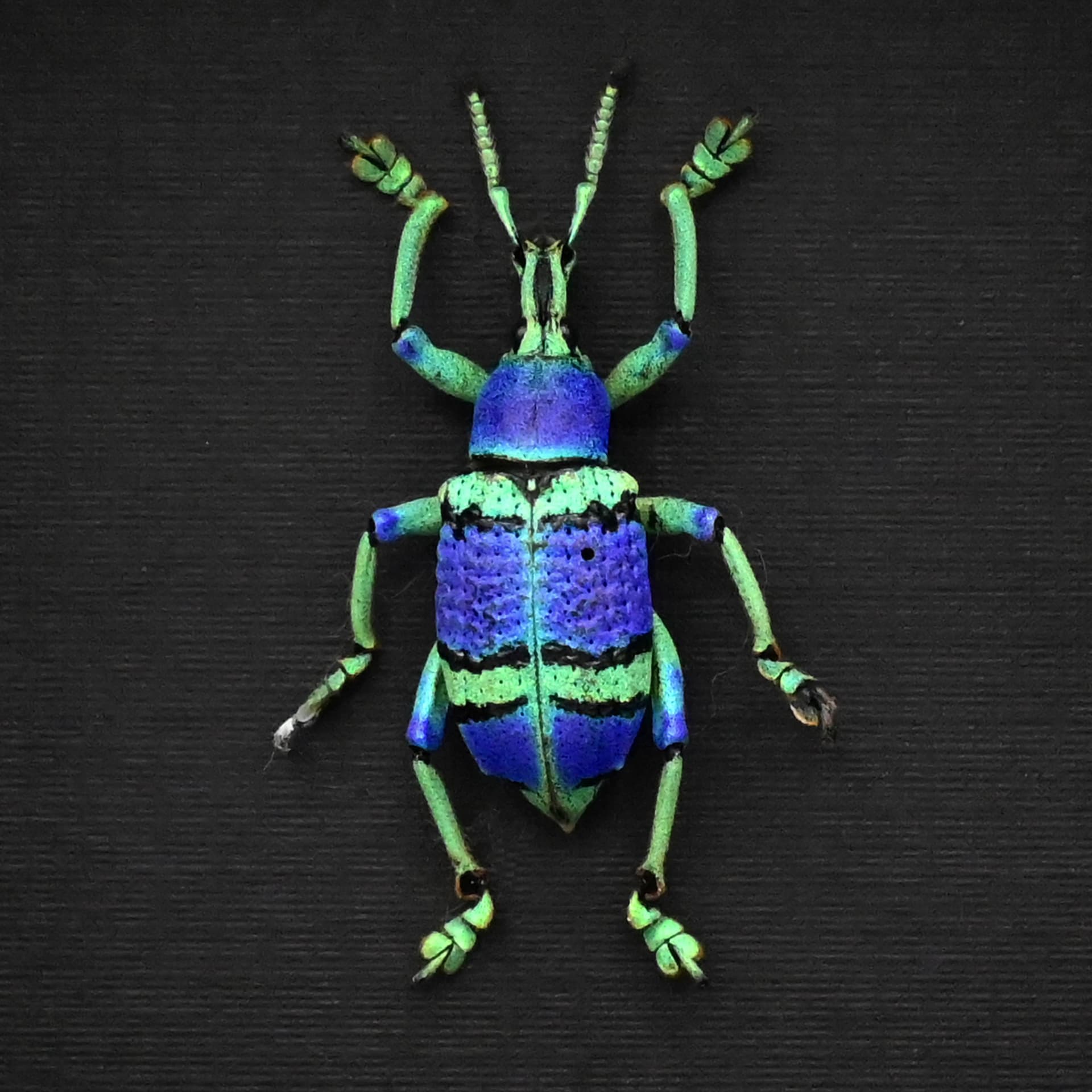 Rare glitter Weevil framed taxidermy - Eupholus schoenherrii schoenherrii - very special color form