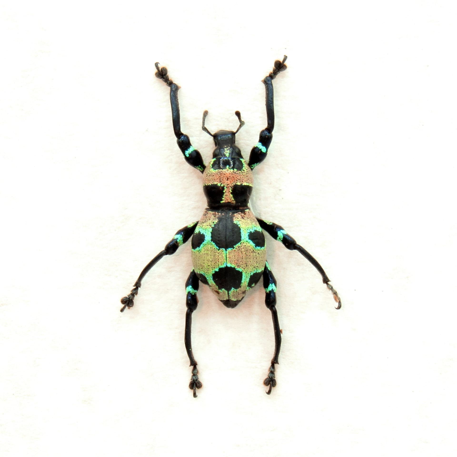 WEEVIL MANIA! Real neon green metallic beetle framed taxidermy - Pachyrhynchus orbifer