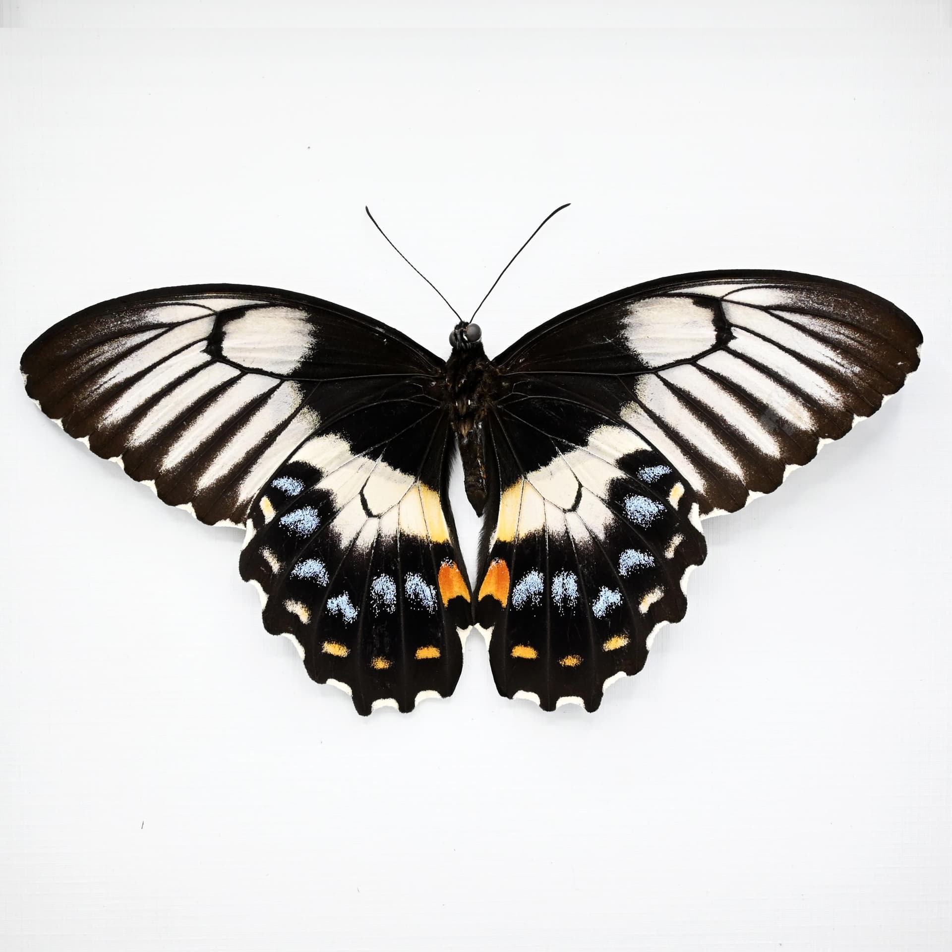 Real XL framed taxidermy butterfly - Papilio gambrisius - female - Victorian mount - 7 inch wingspan