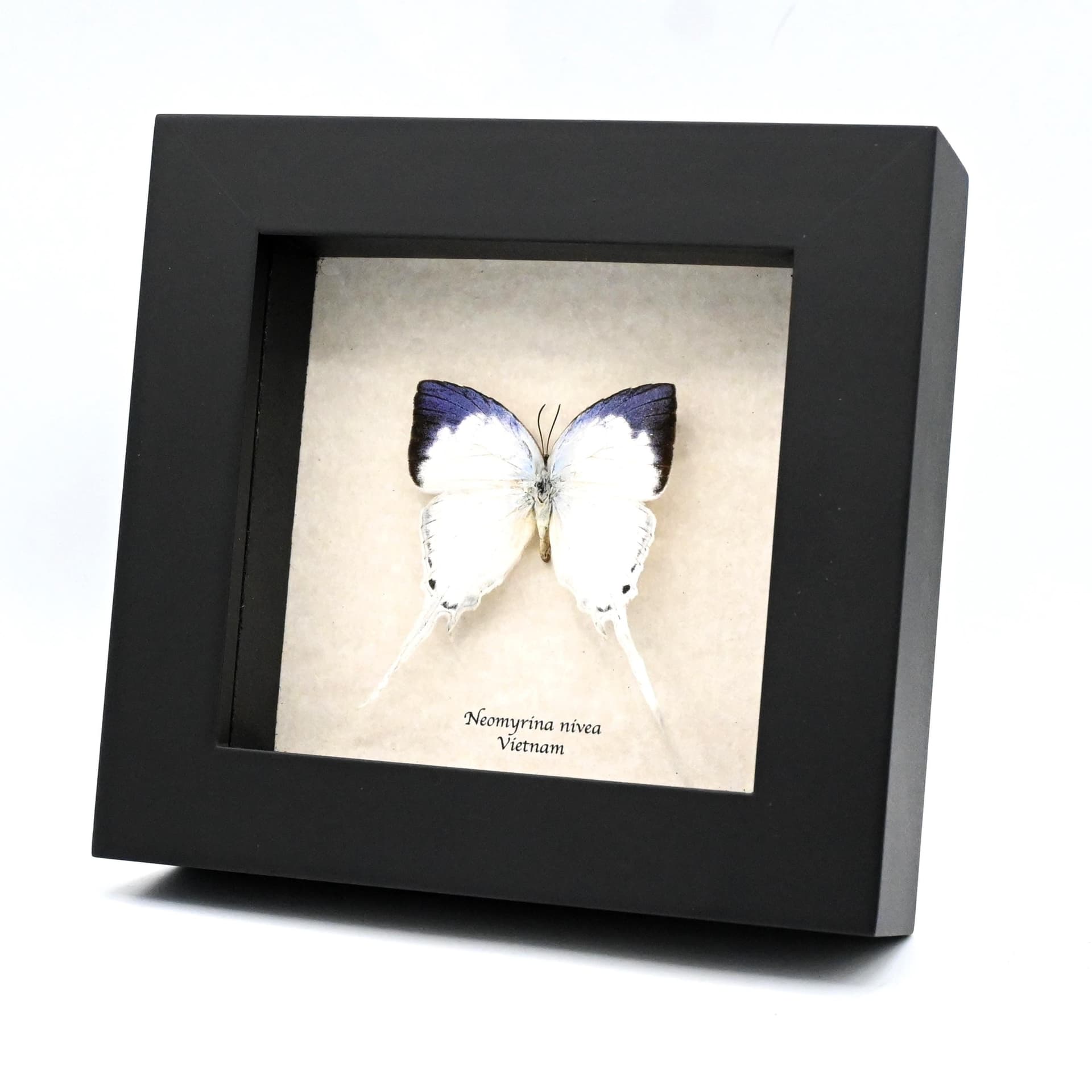 Real large Purple Tip hairstreak butterfly framed taxidermy - Neomyrina nivea