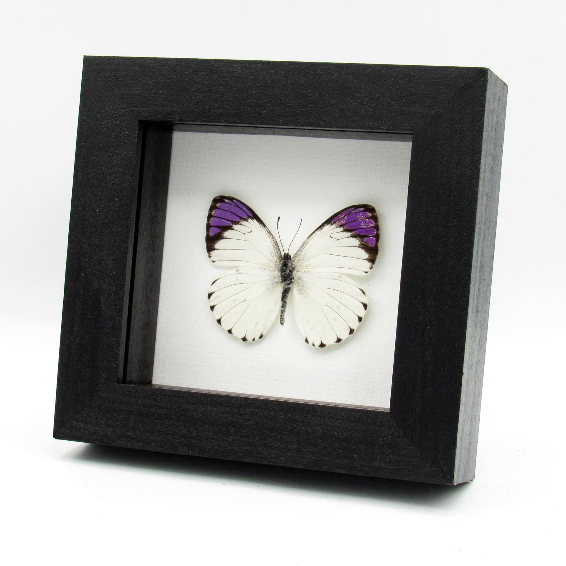 Real Purple Tip butterfly framed taxidermy - Colotis regina
