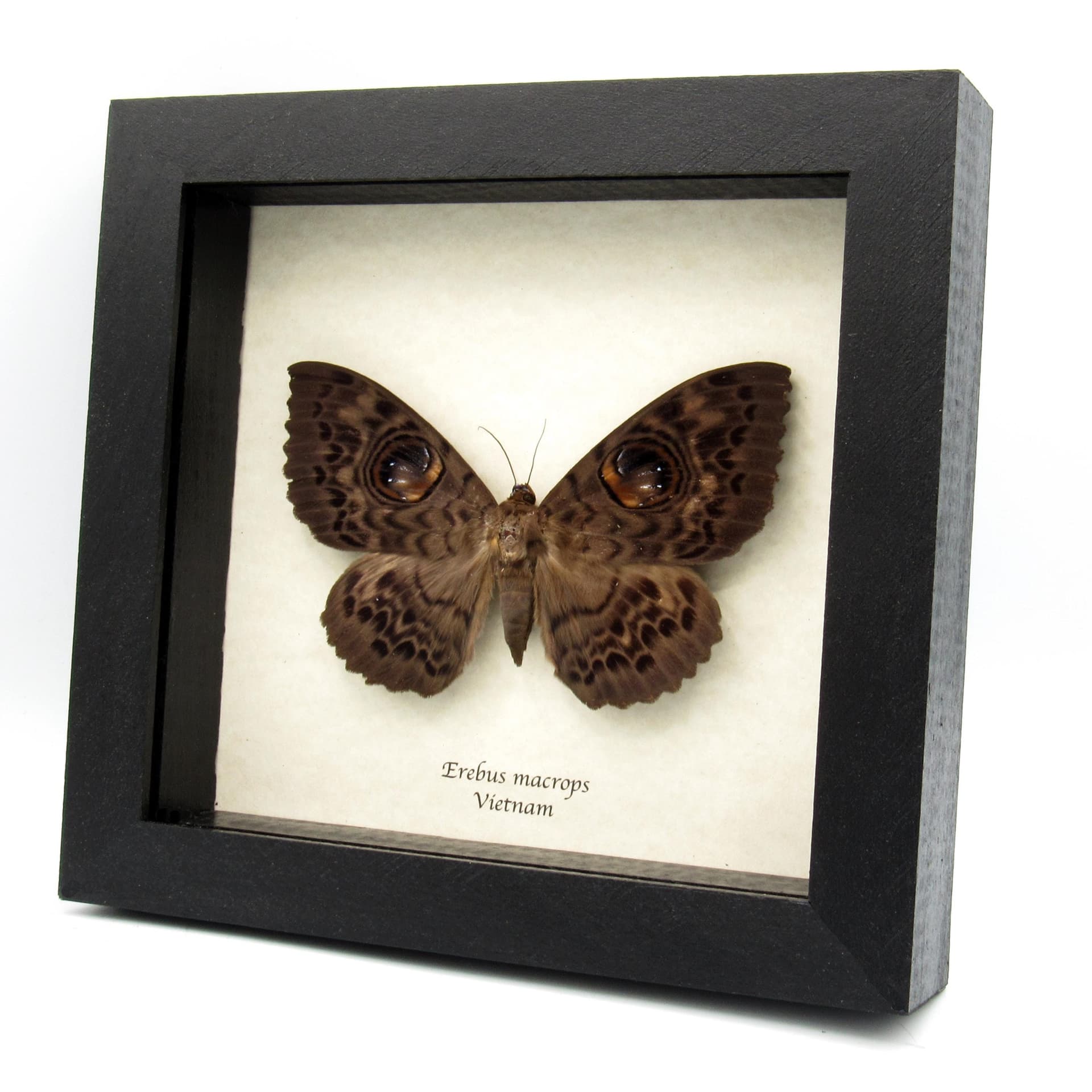 Real Giant Owl moth framed taxidermy - Erebus macrops - female