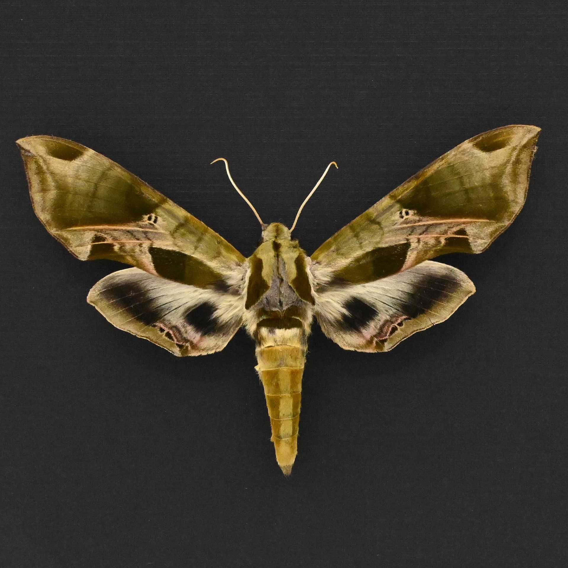 Real Pandora Sphinx moth framed taxidermy - Eumorpha pandorus - XL female