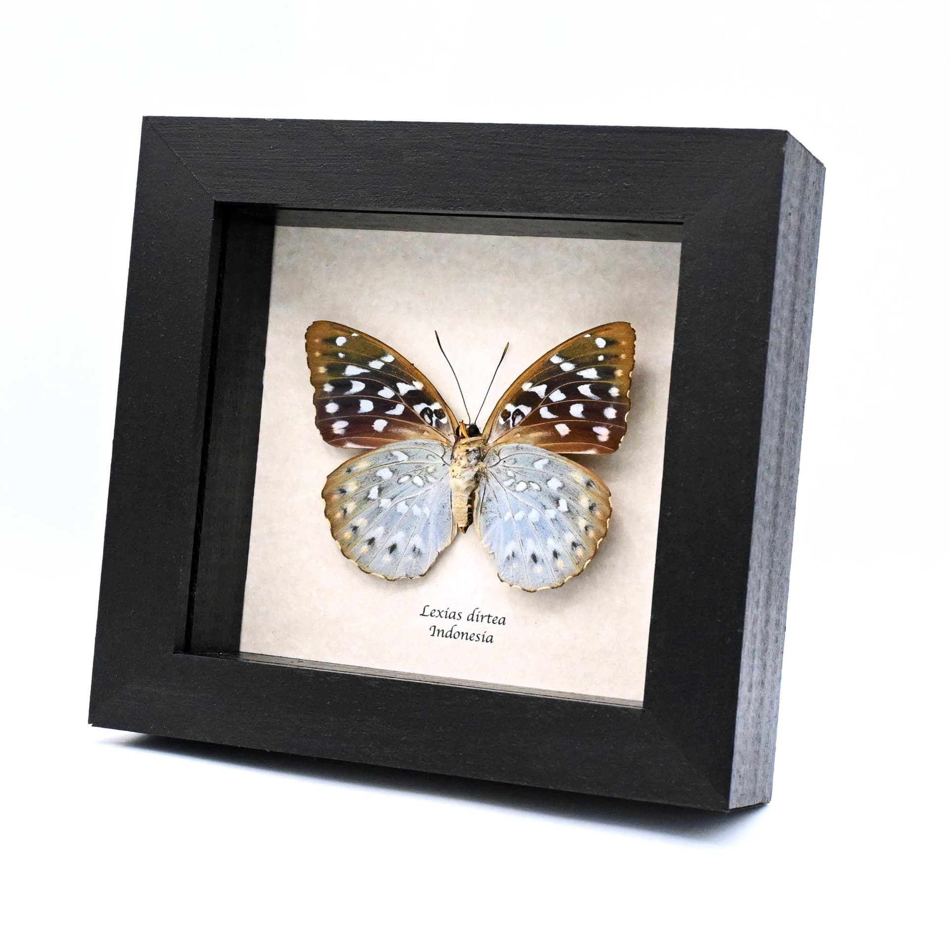Real purple metallic butterfly framed taxidermy - Lexias dirtea - female