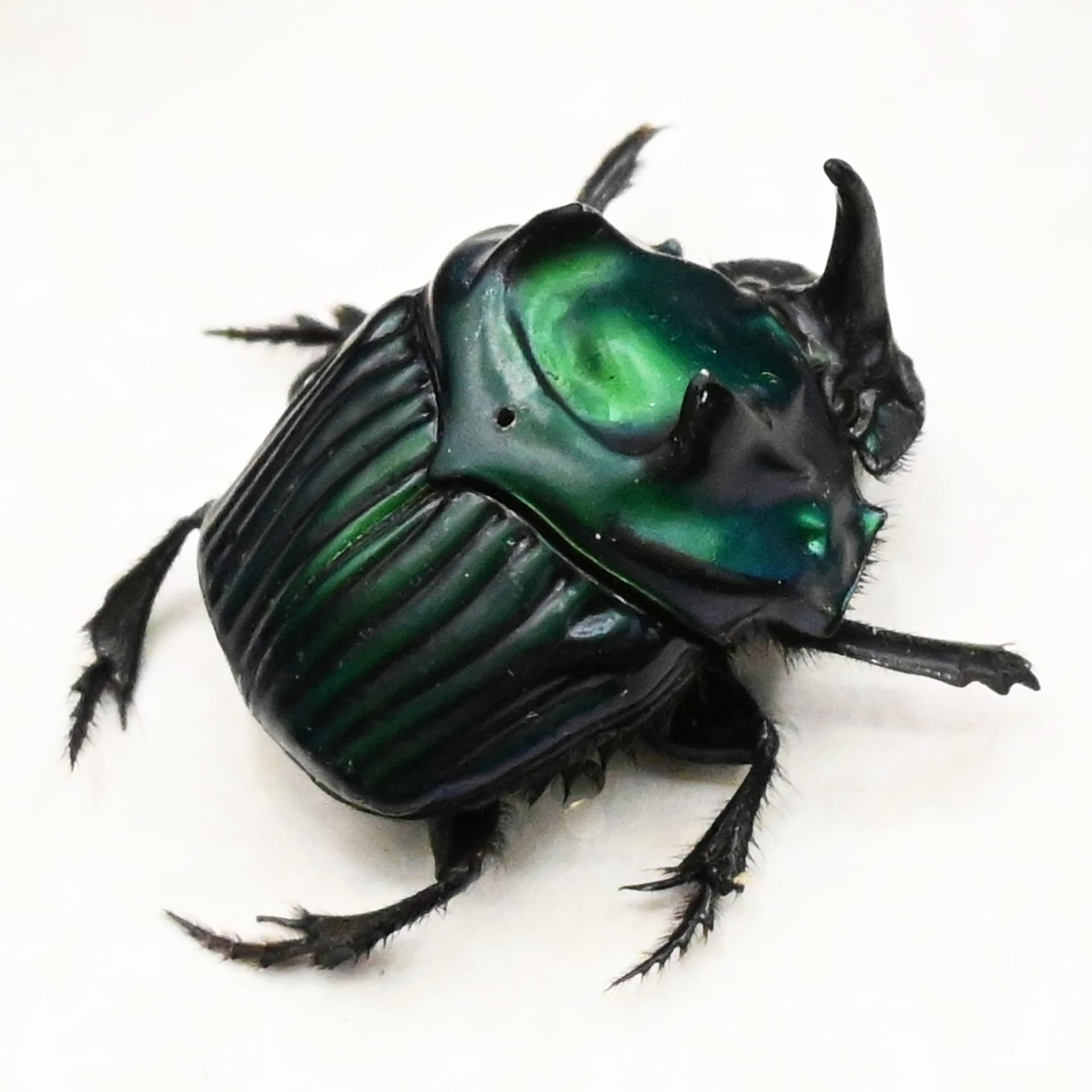 Real metallic green dung beetle framed taxidermy - Oxysternon conspicillatum