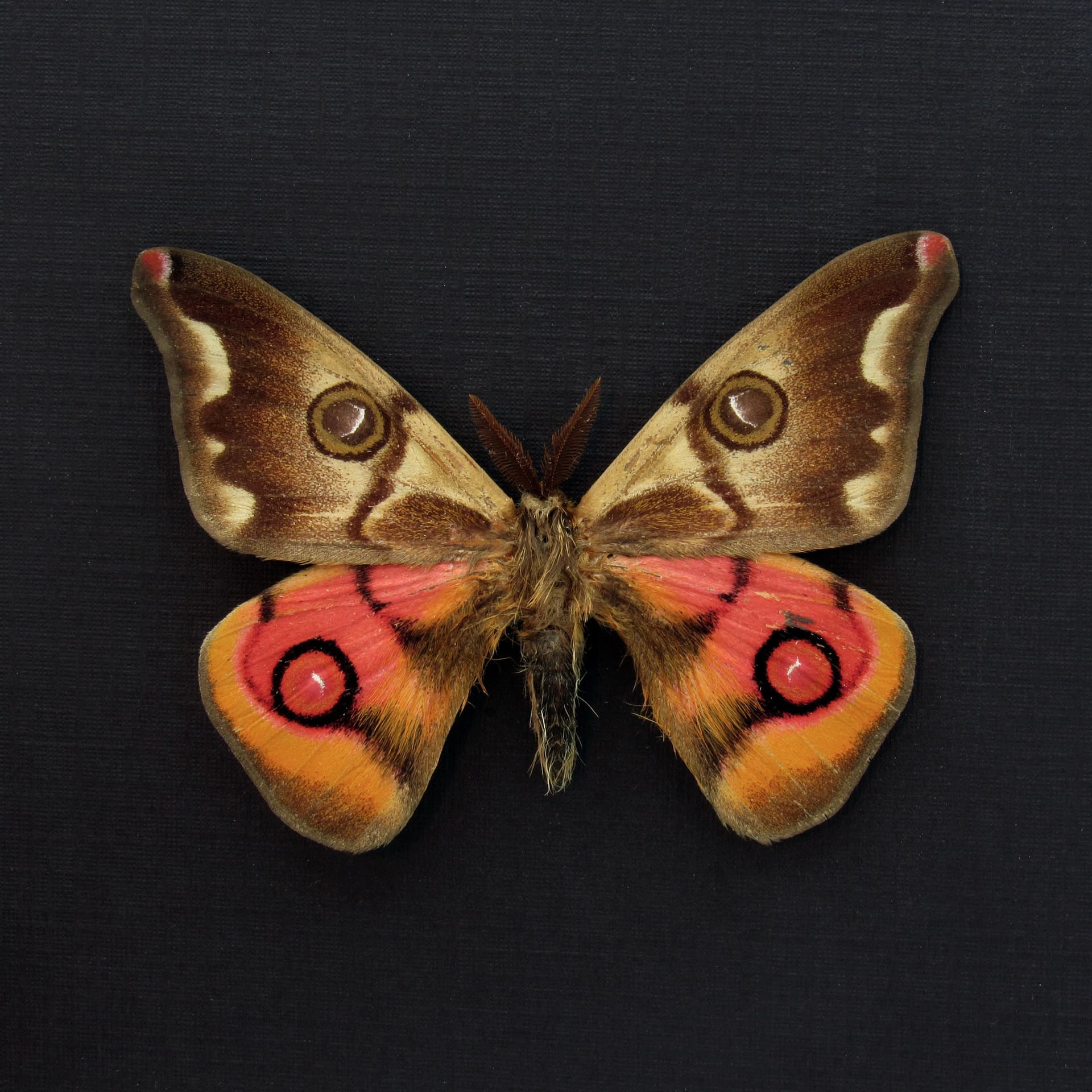 Very rare real pink Saturn moth framed taxidermy - Polythysana cinerascens