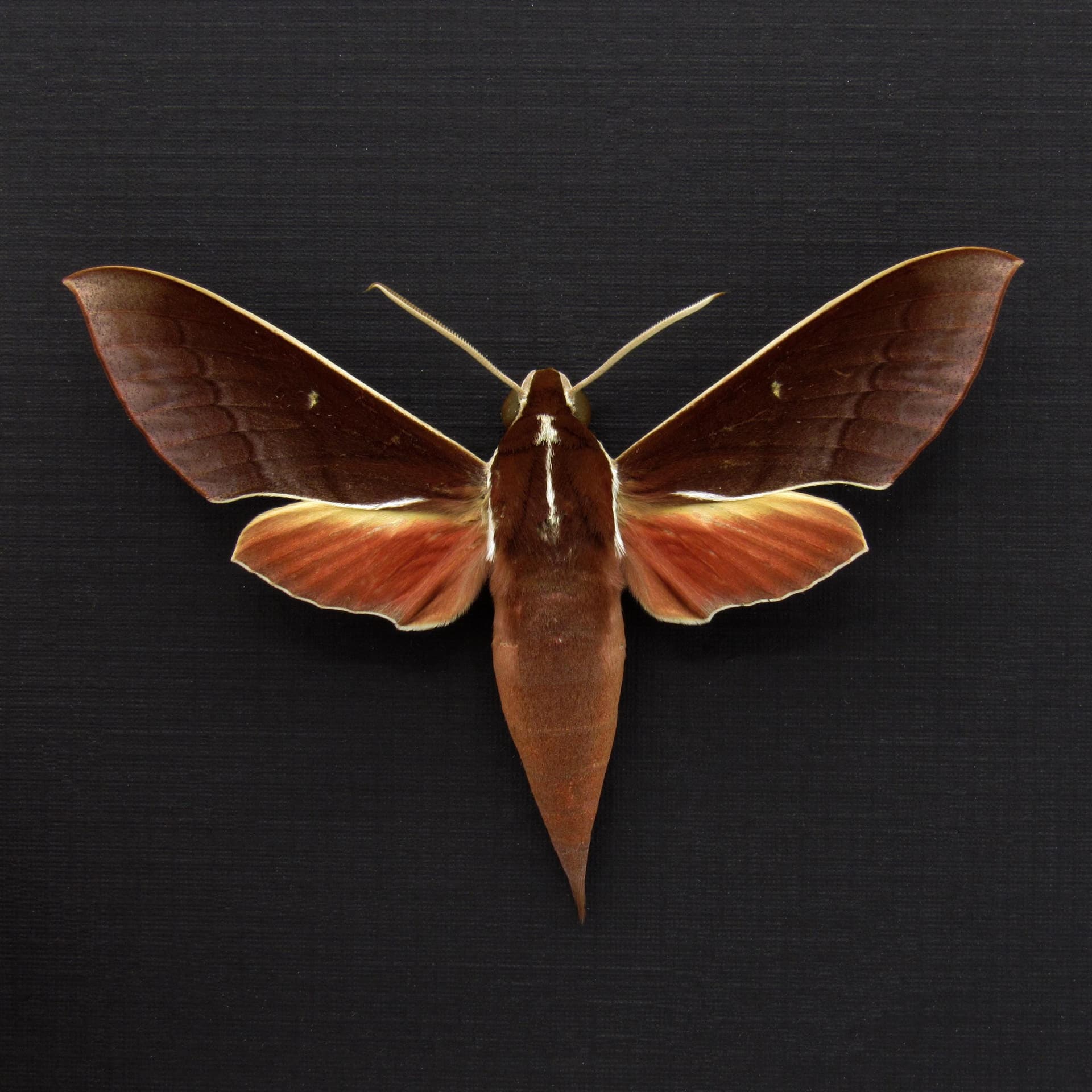 Real White-edged Hunter Hawkmoth framed taxidermy - Theretra pallicosta