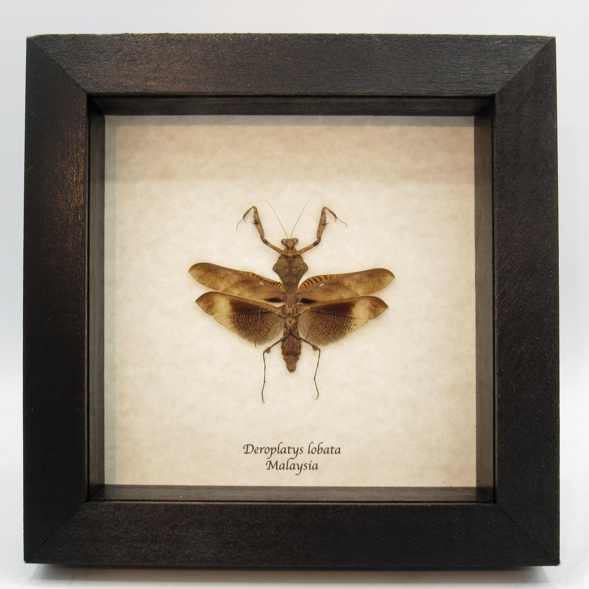 Real framed taxidermy Dead Leaf praying mantis - Deroplatys lobata - light form