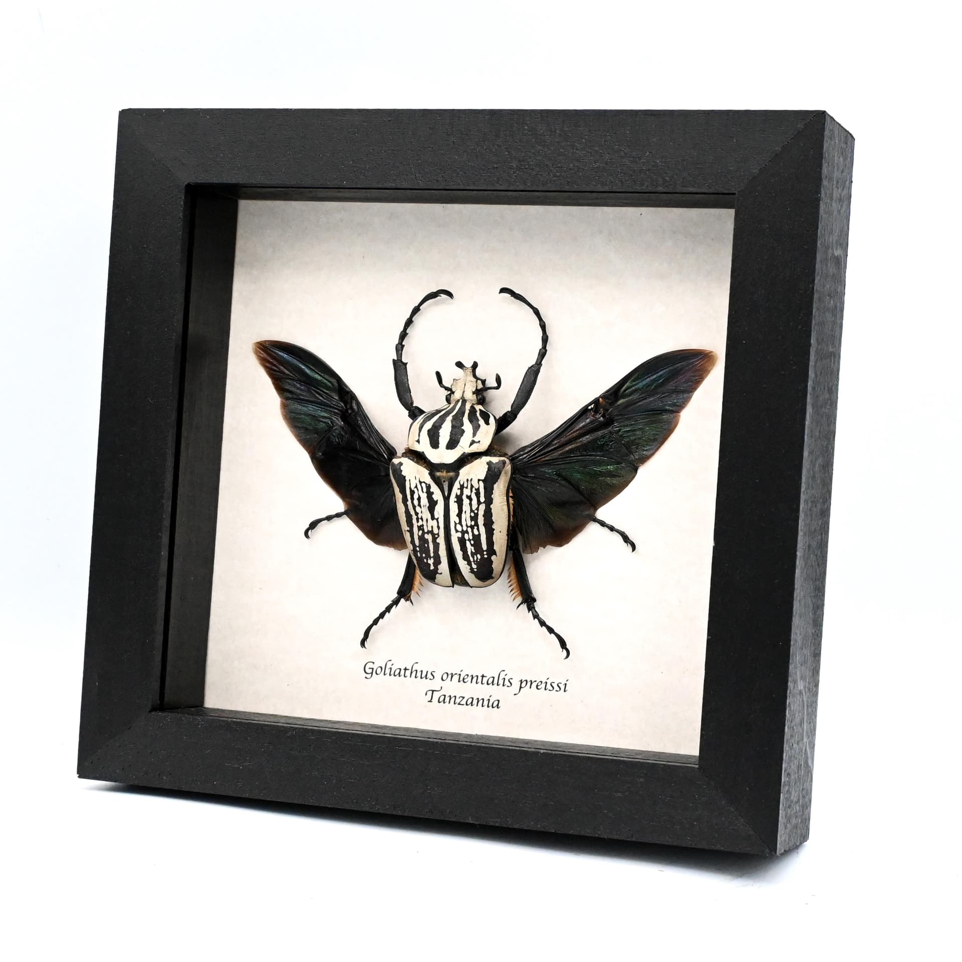 Real giant Flower beetle framed taxidermy - Goliathus orientalis preissi (usambarensis)