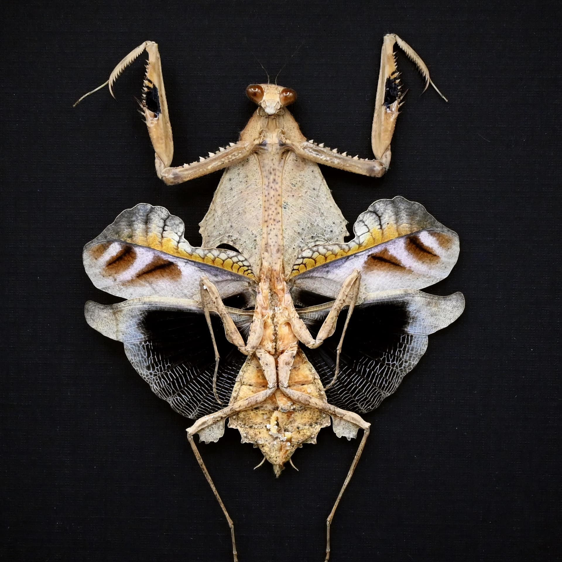 Rare framed taxidermy Dead Leaf praying mantis - Deroplatys trigonodera