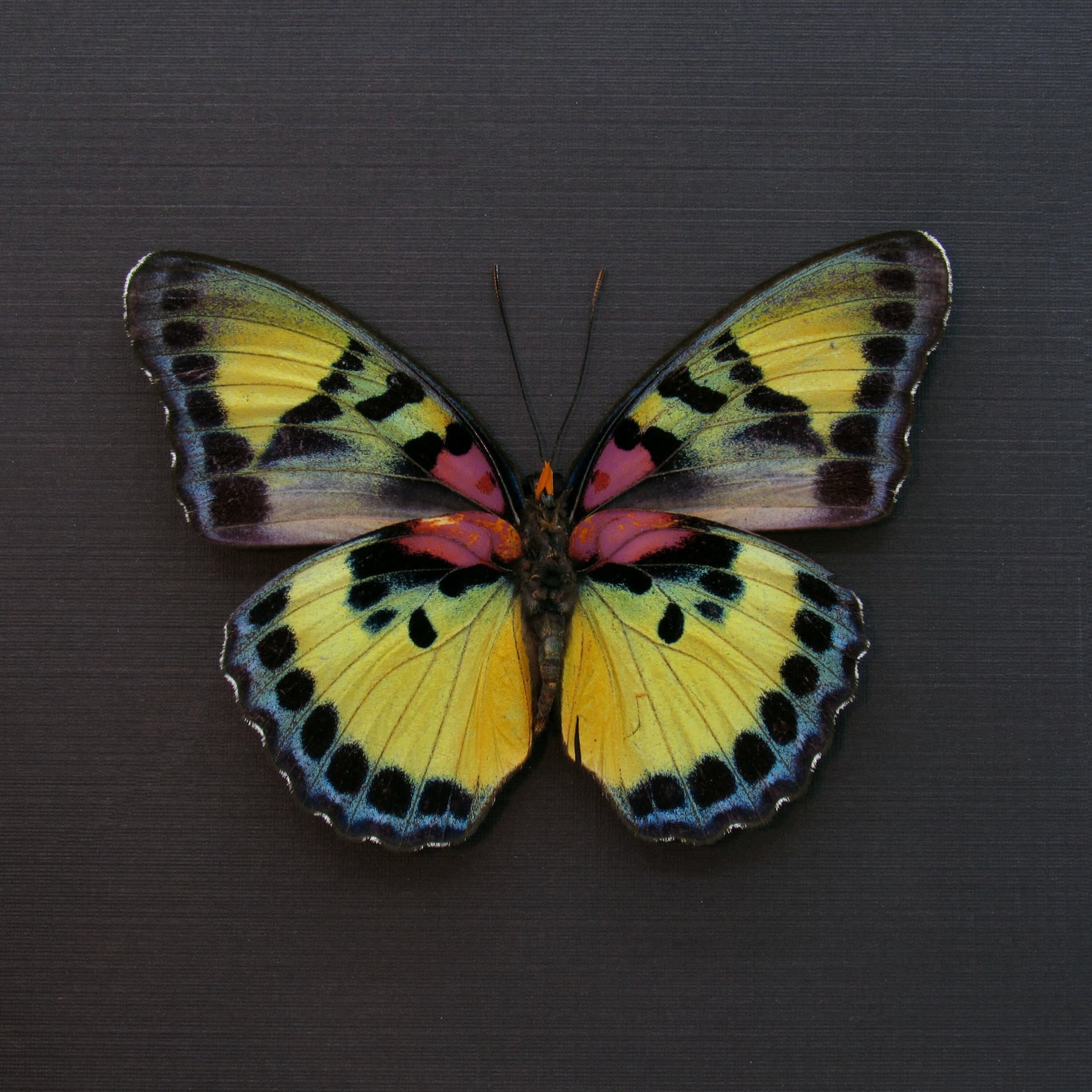 Rare Forester butterfly framed taxidermy - Euphaedra janetta - large female
