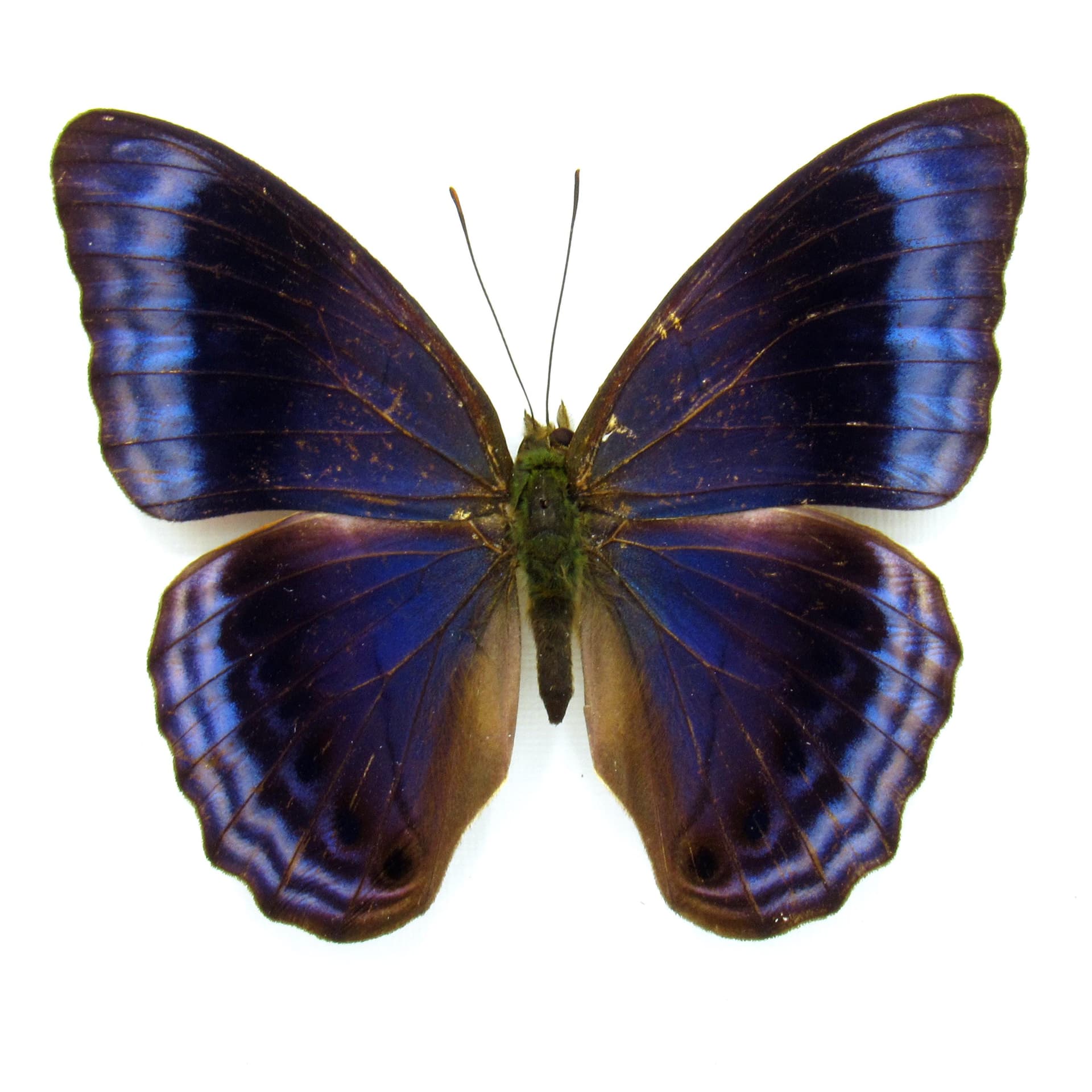 Rare blue butterfly framed specimen - Cirrochroa imperatrix - female