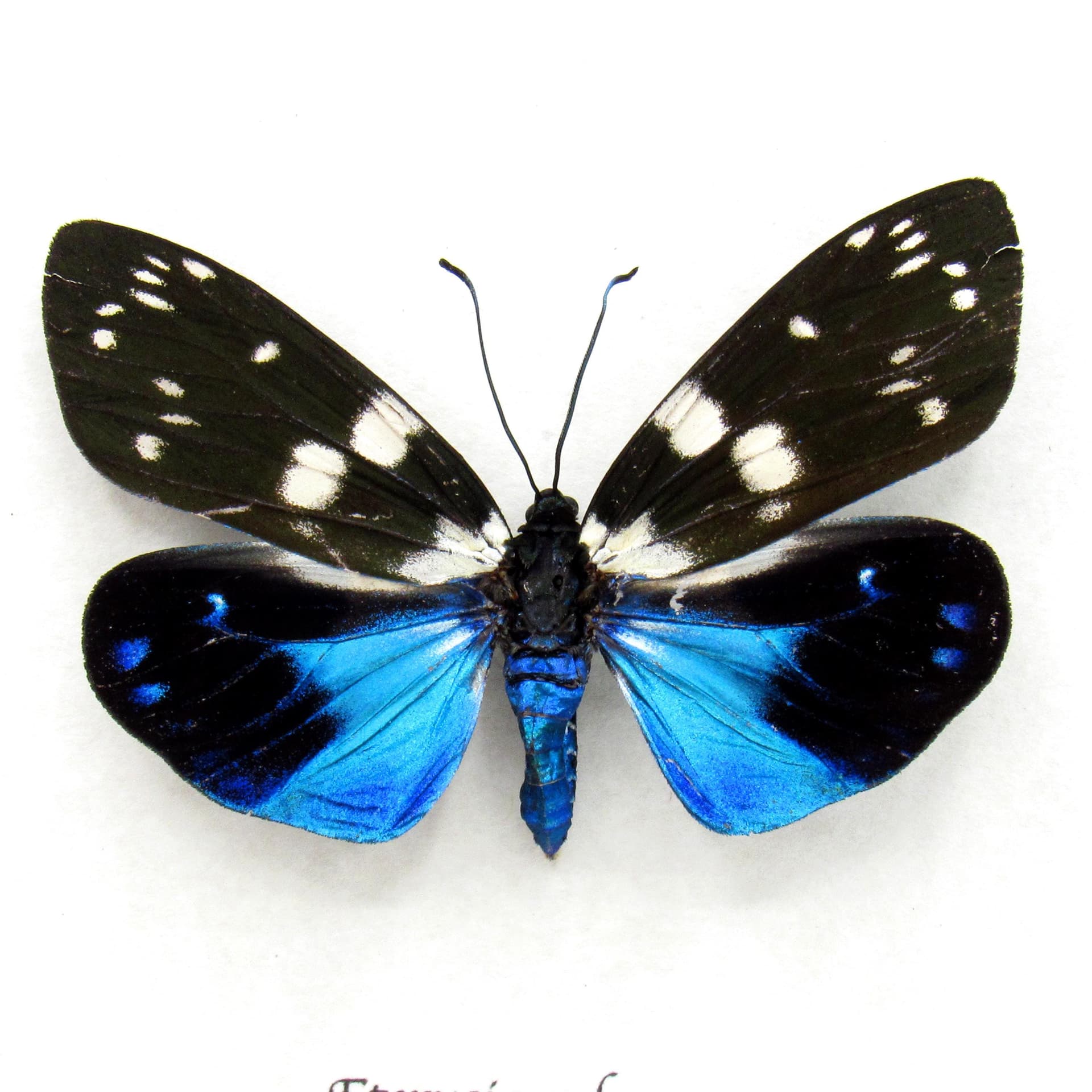 Rare metallic Day Flying moth framed taxidermy - Eterusia subcyanea - female