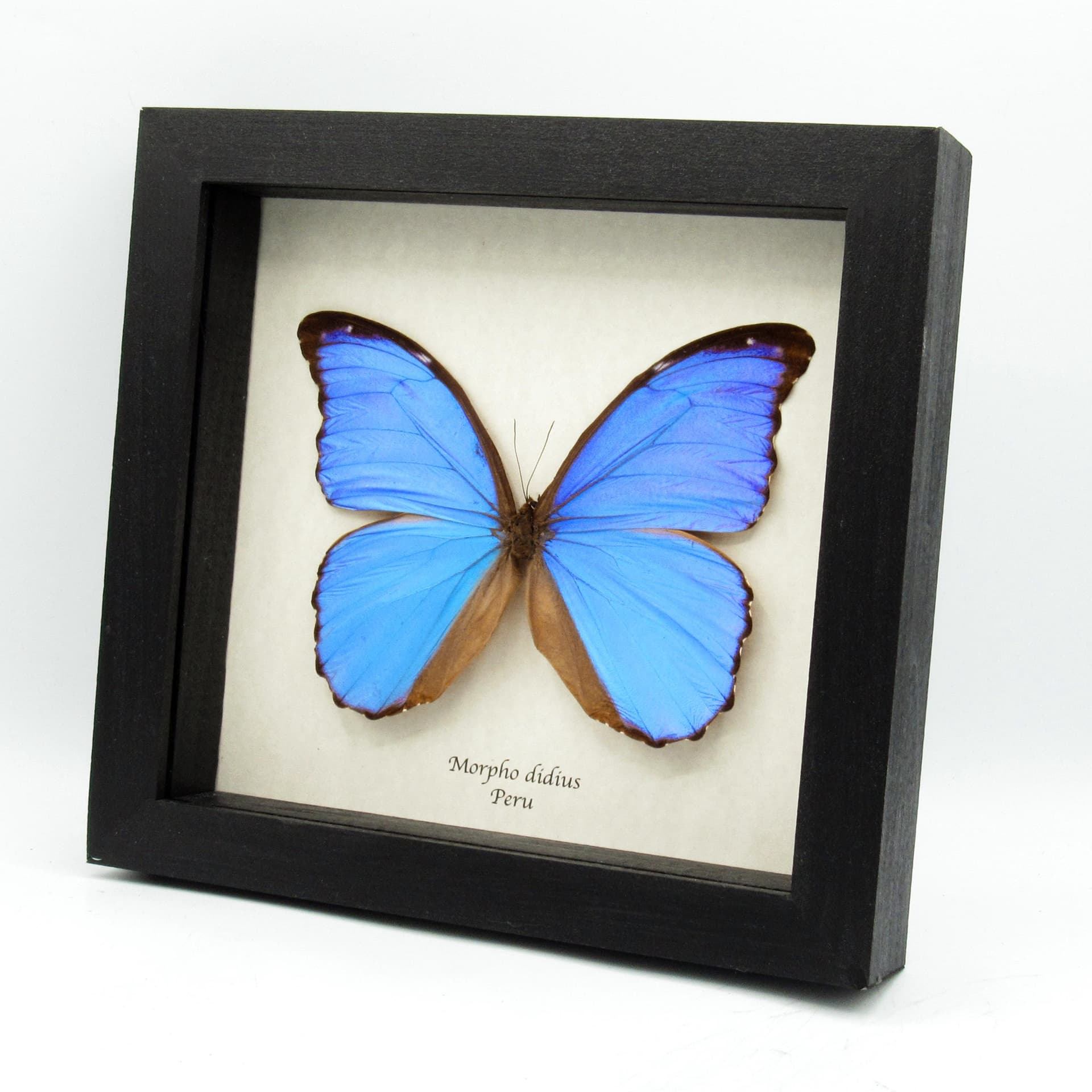 Real Giant Blue Morpho butterfly framed - Morpho didius - 5.8 inch wingspan