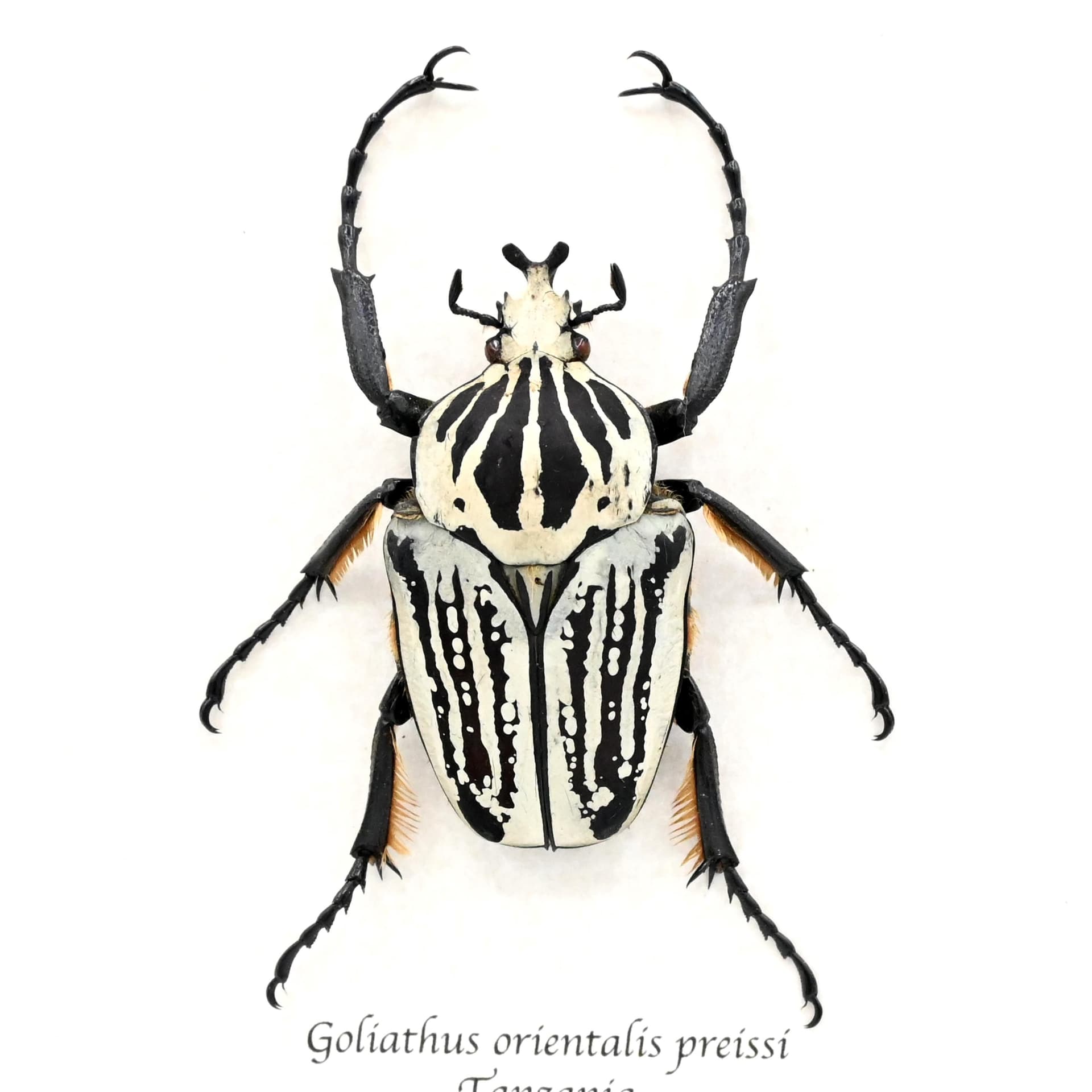 Real giant Flower beetle framed taxidermy - Goliathus orientalis preissi (usambarensis)