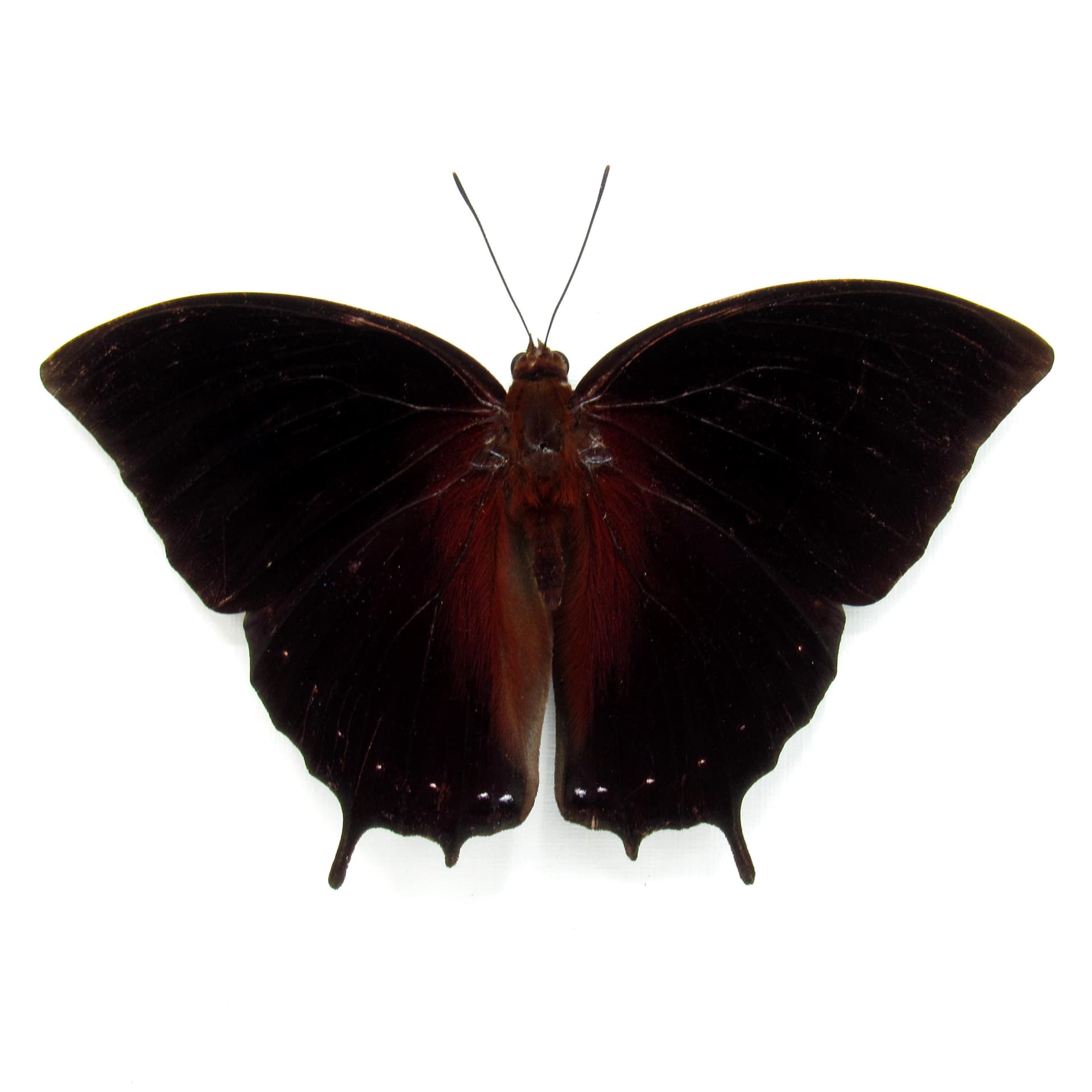 Real Black Rajah butterfly framed taxidermy - Charaxes setan - Victorian mount
