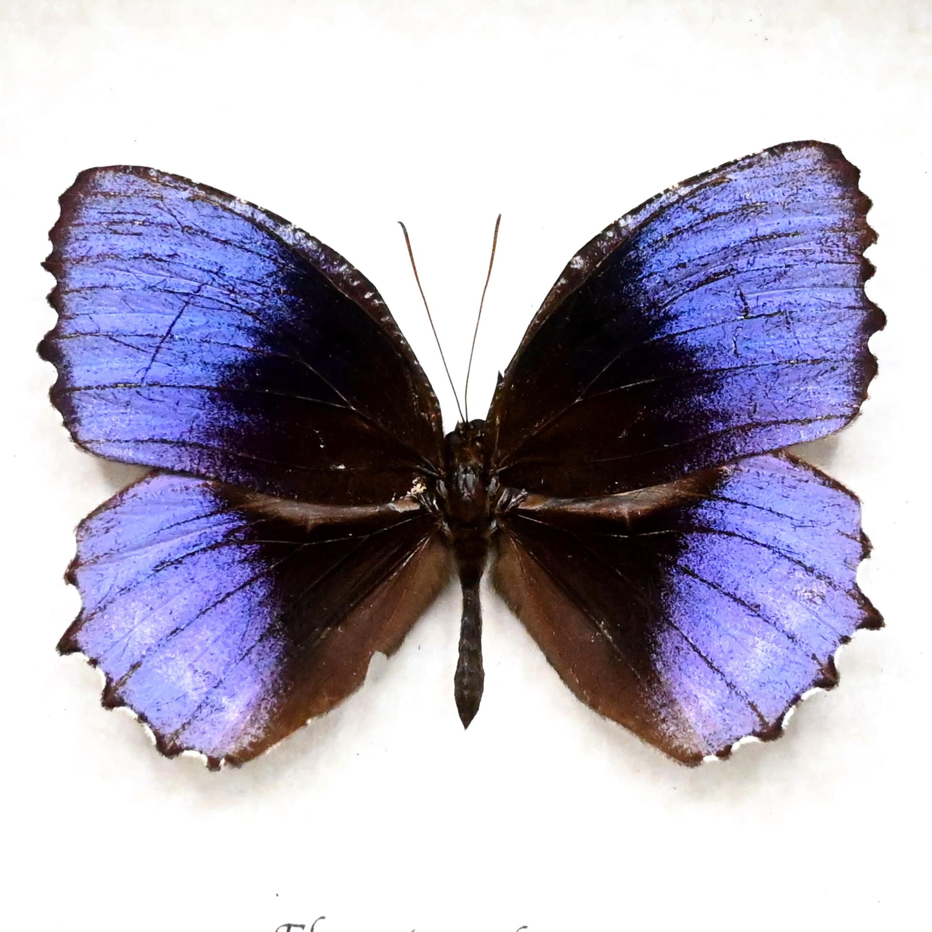 Very rare purple butterfly framed taxidermy - Elymnias nelsoni