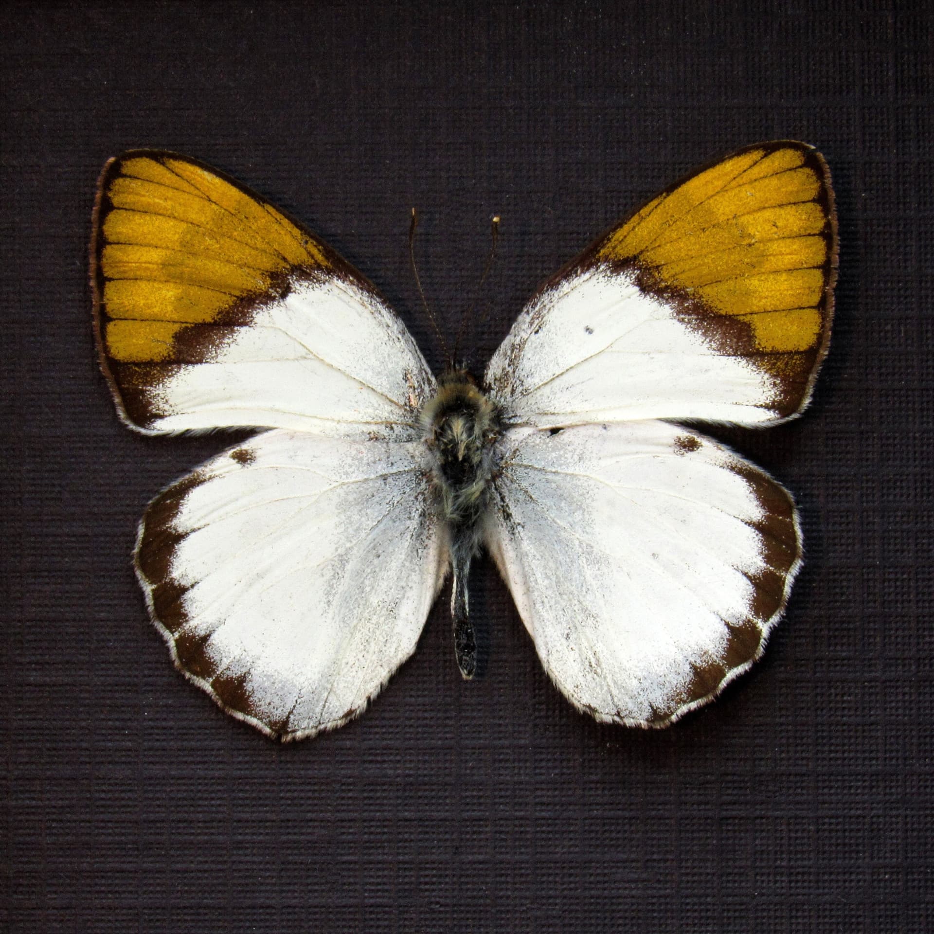 Real Golden Tip butterfly framed taxidermy - Colotis hildebrandtii