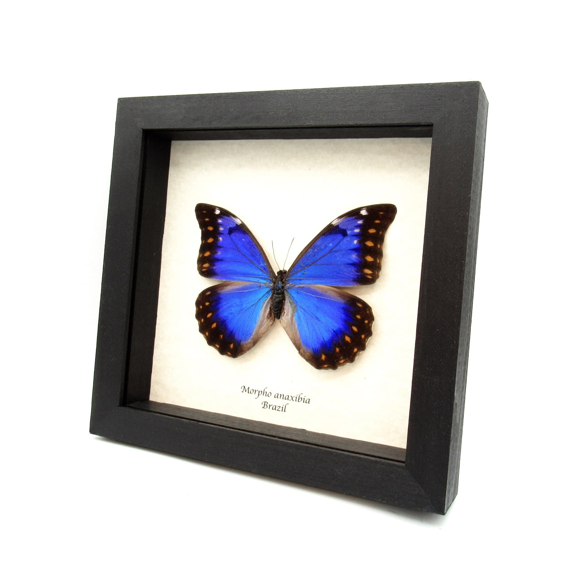Very rare metallic blue/violet Morpho butterfly framed taxidermy - Morpho anaxibia - large female