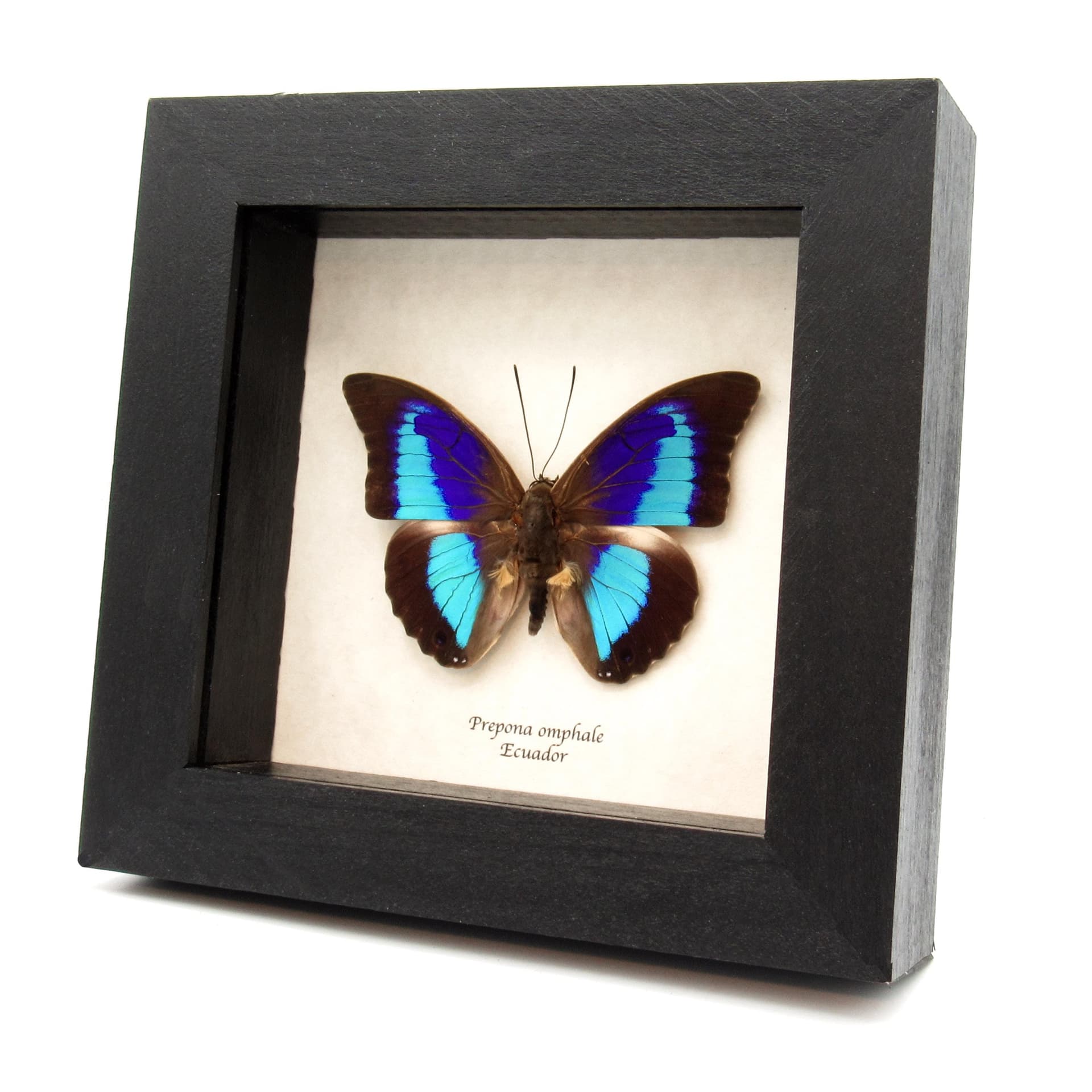 Rare blue and purple Brush-footed butterfly framed taxidermy - Prepona omphale