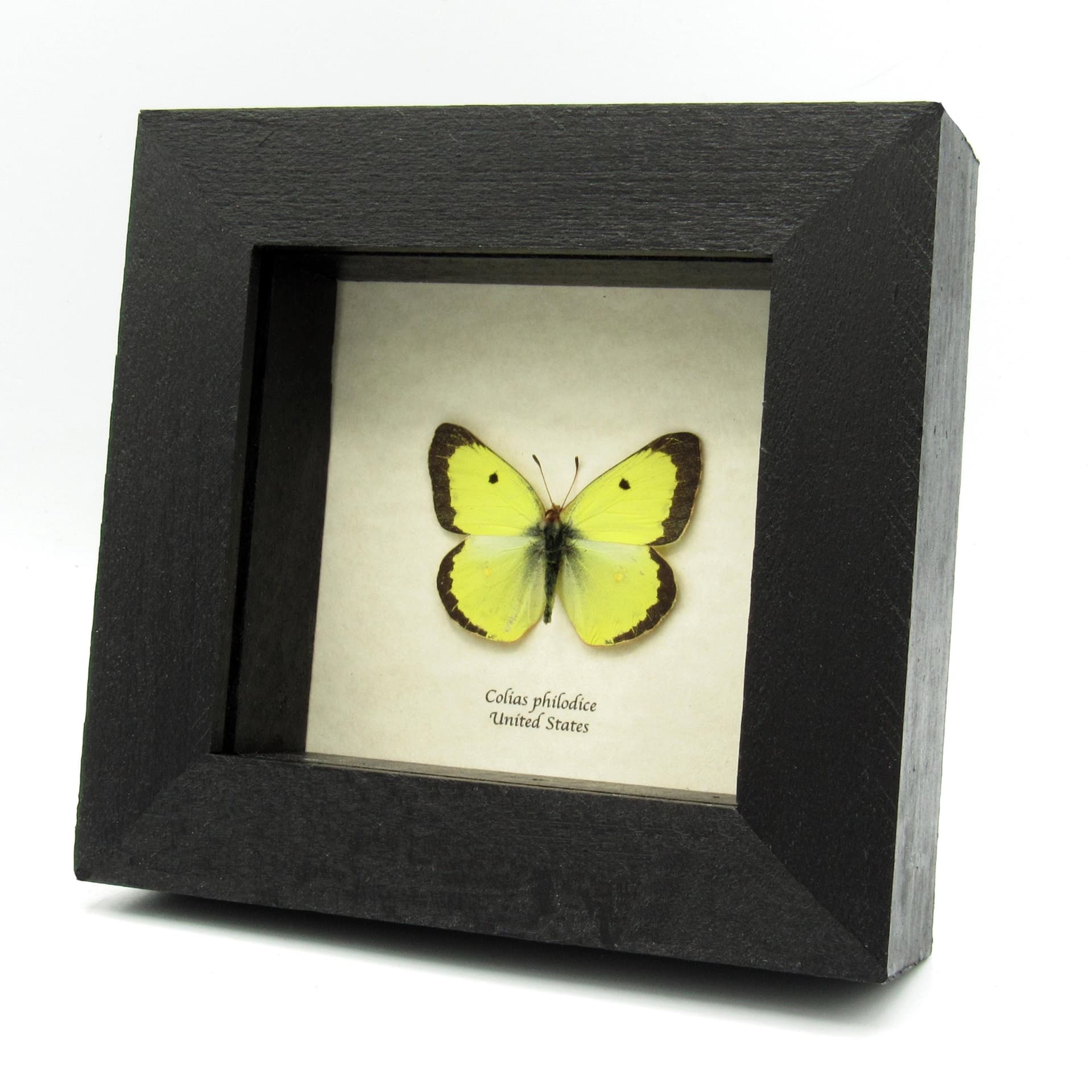Real Yellow Sulphur butterfly framed taxidermy - Colias philodice