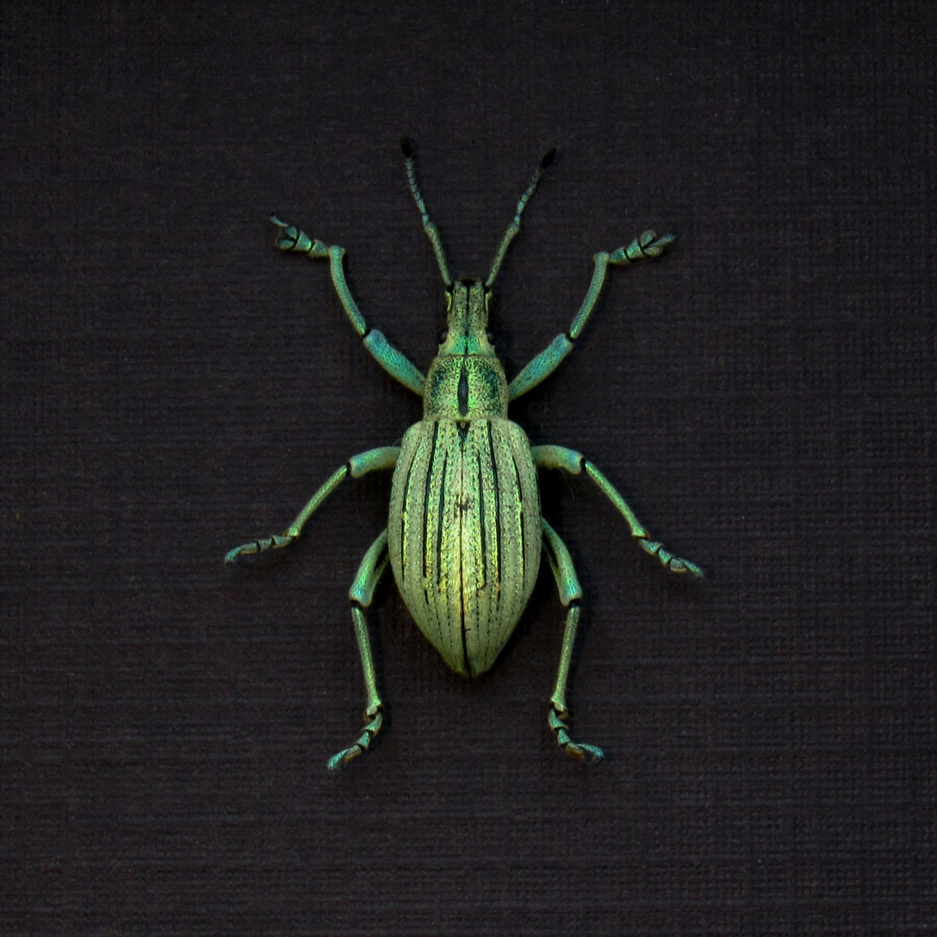 WEEVIL MANIA - Real metallic green Snout Beetle framed taxidermy - Celebia arrogans