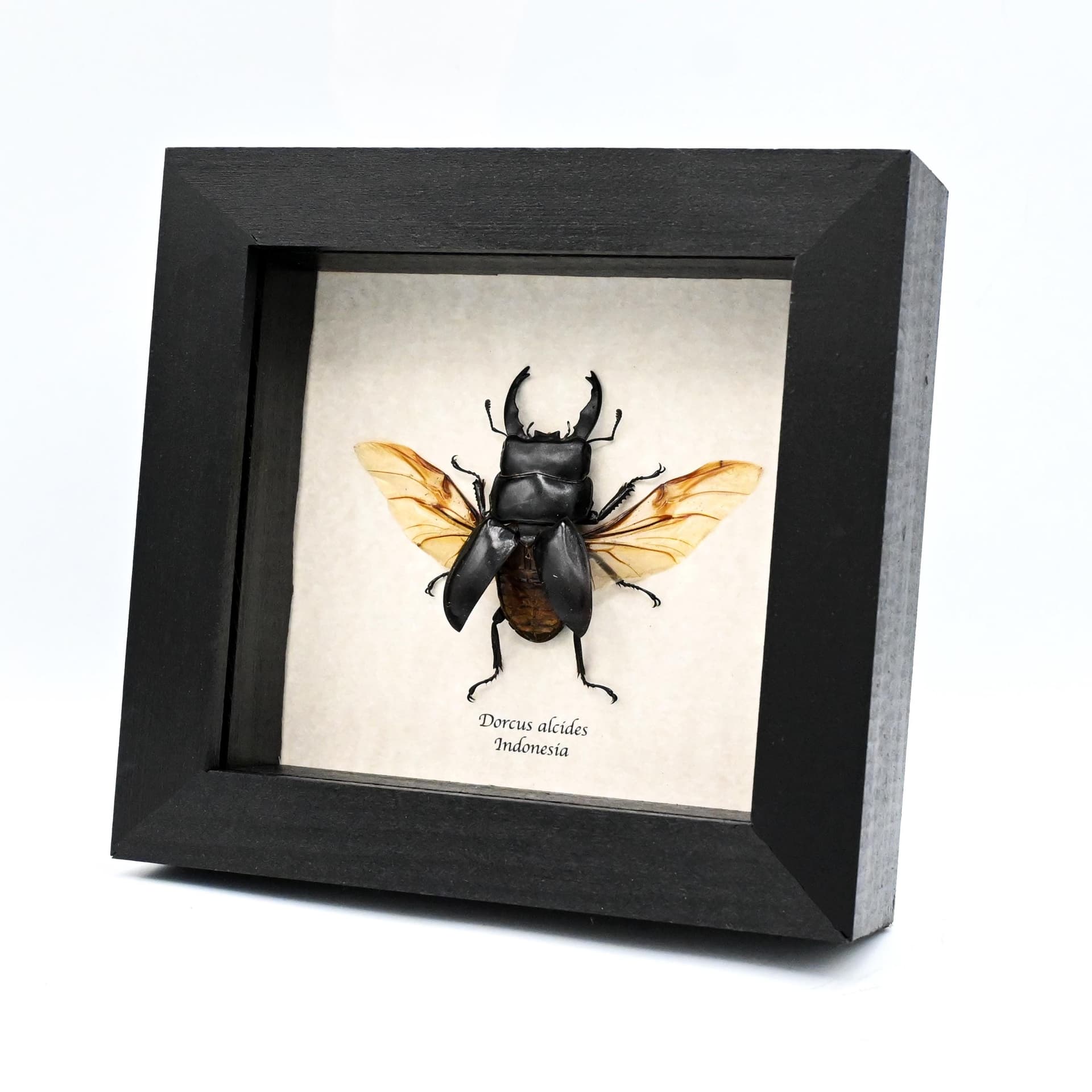 Real black Stag beetle framed taxidermy - Dorcus alcides
