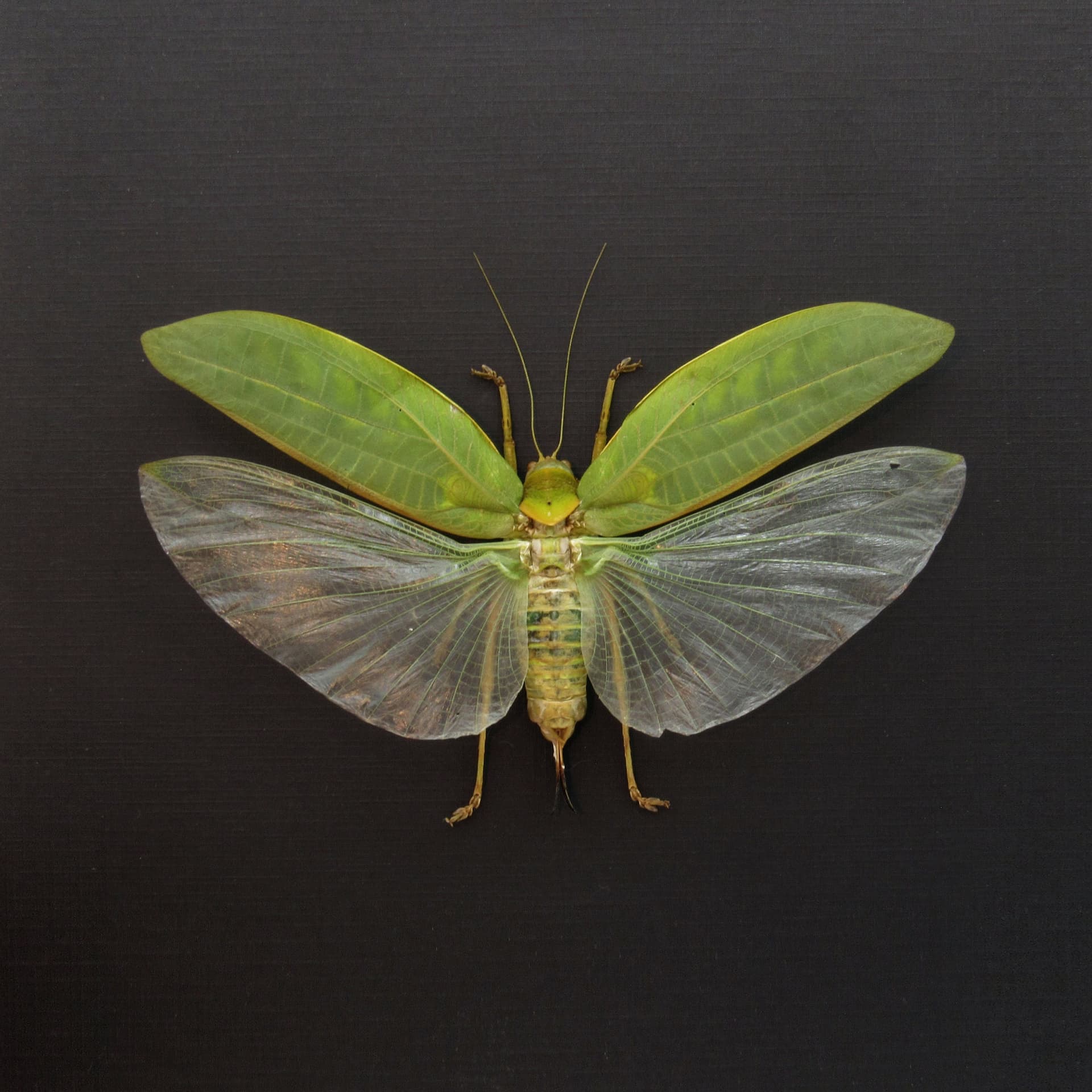 Real Giant Bush Cricket framed taxidermy - Pseudophyllus neriifolius - XL female