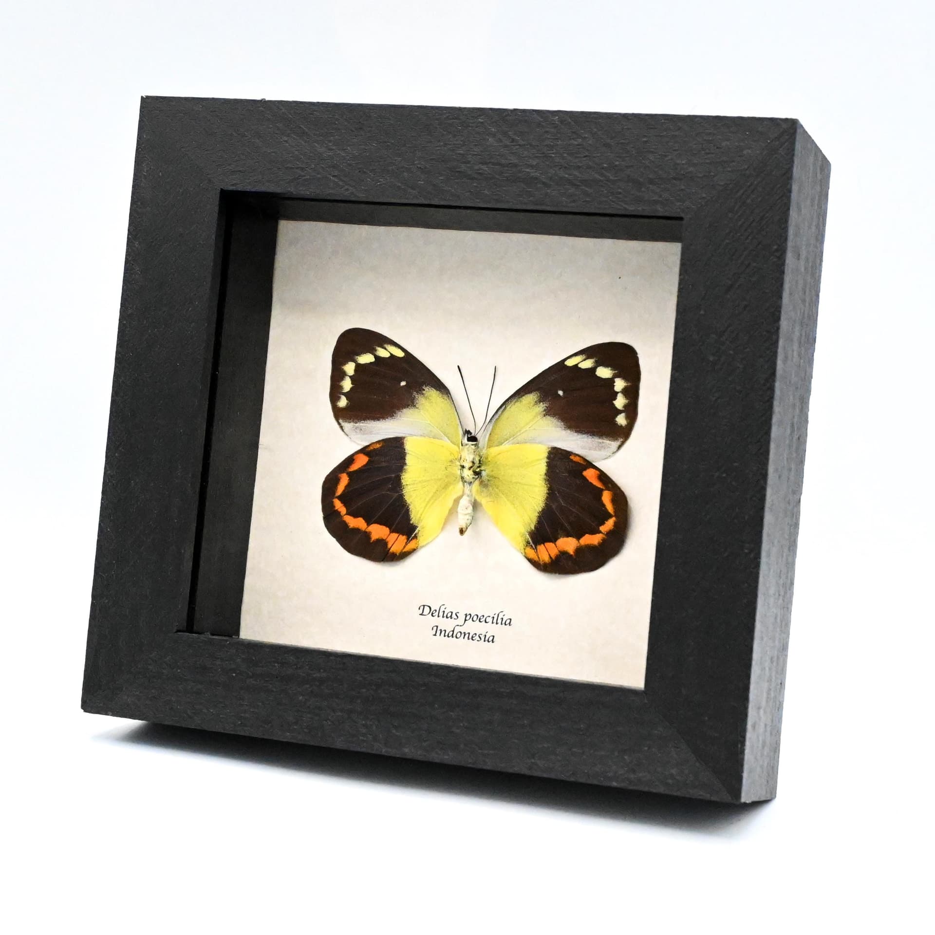 Real large yellow Delias butterfly framed taxidermy - Delias poecilia - large female