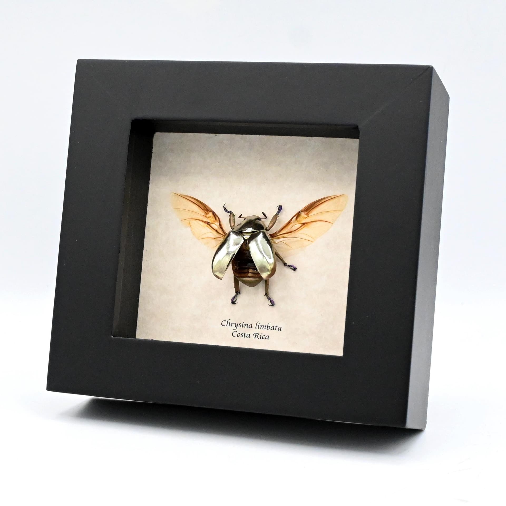 Very rare silver Jewel beetle framed taxidermy - Chrysina limbata