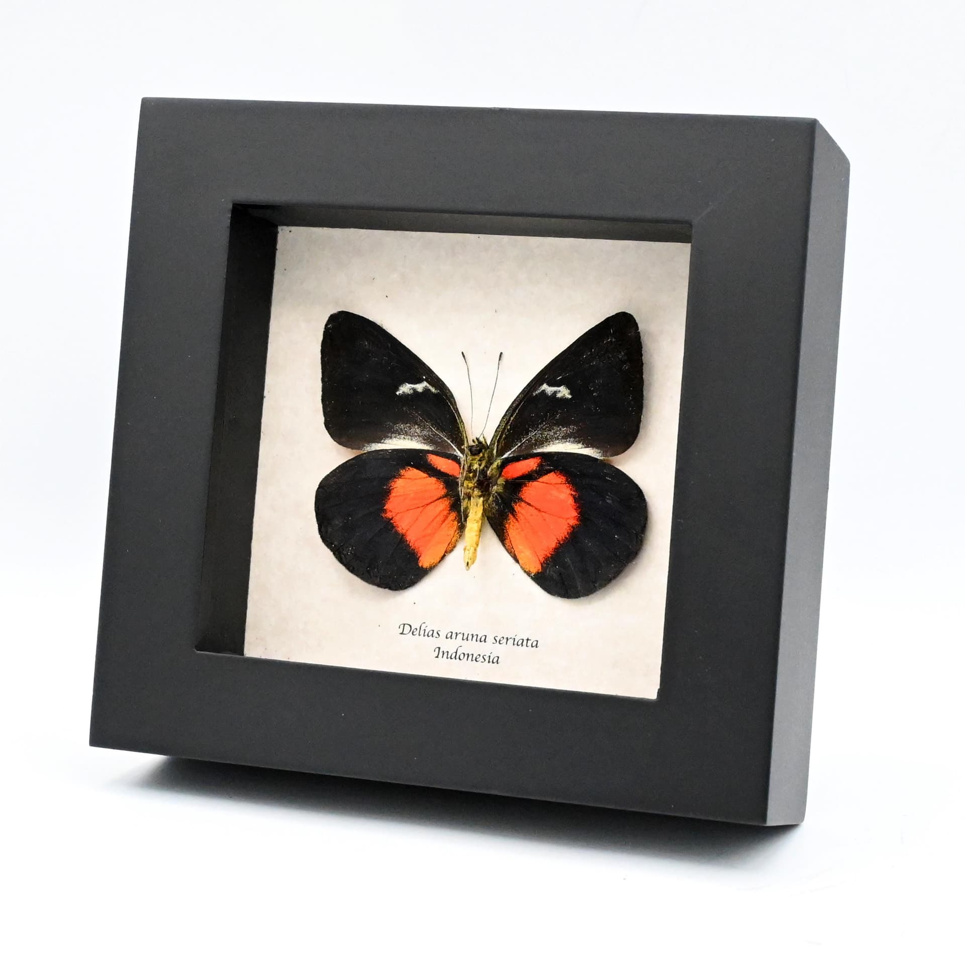 Rare black and red Delias butterfly framed taxidermy - Delias aruna seriata