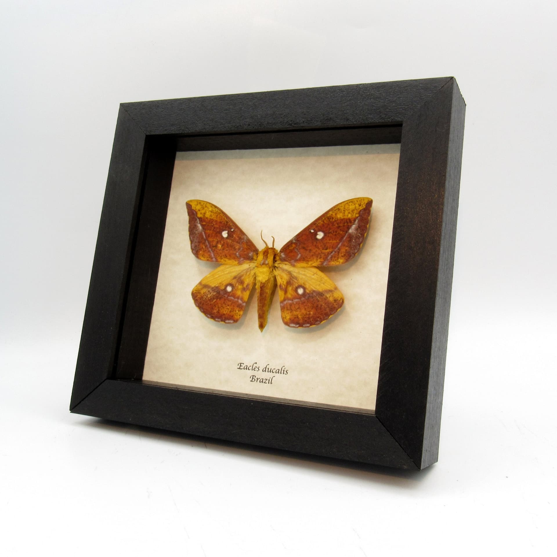 Rare Saturn moth framed taxidermy - Eacles ducalis