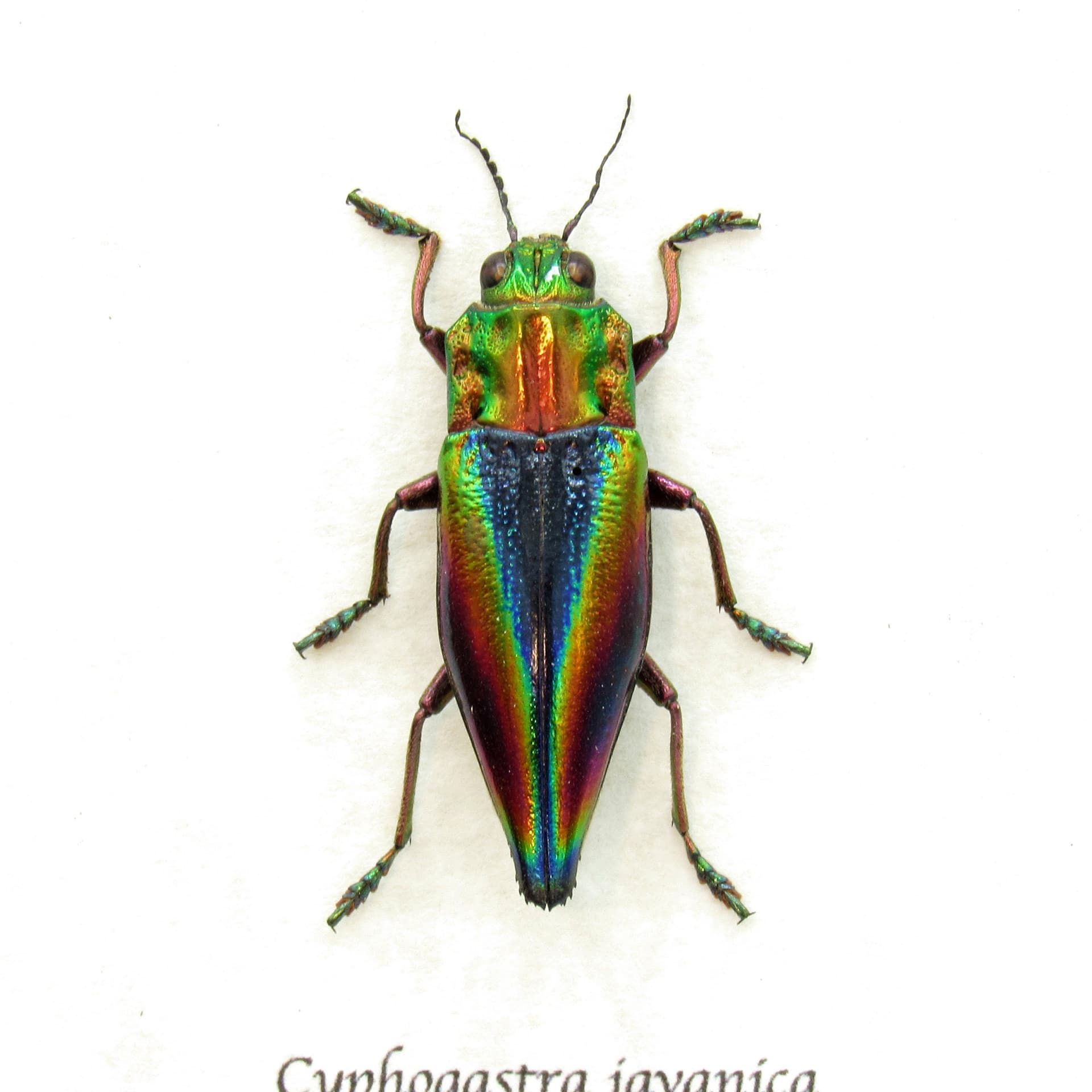 Real Rainbow beetle framed taxidermy - Cyphogastra javanica