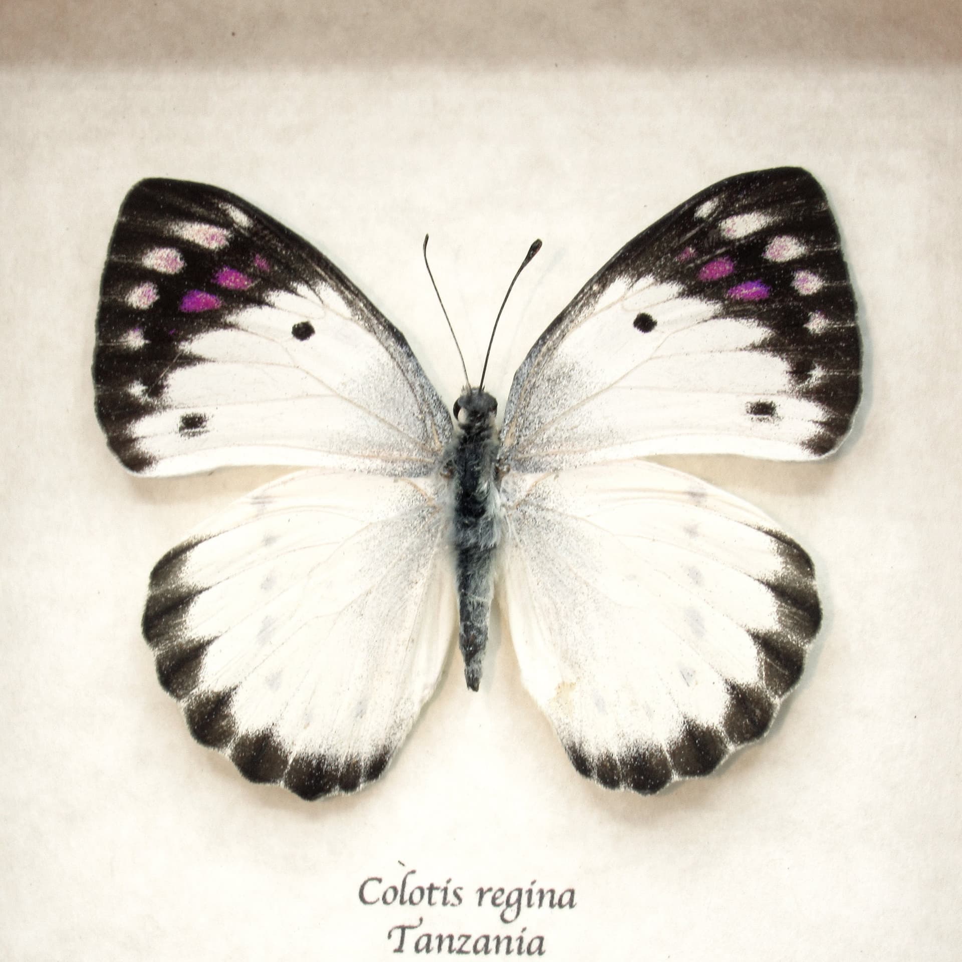 Real Purple Tip butterfly framed taxidermy - Colotis regina - female