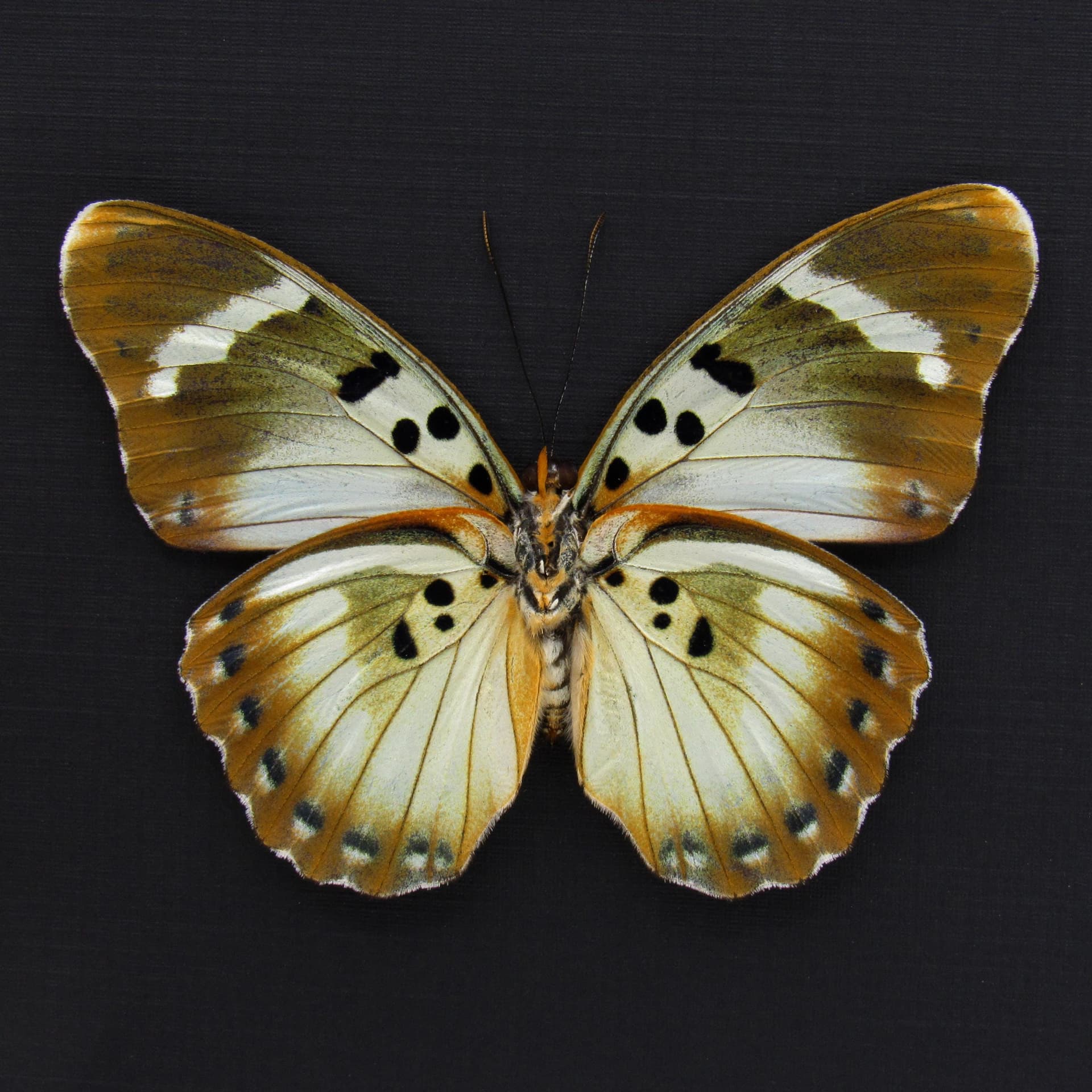 Rare Iridescent White Forester butterfly framed specimen - Euphaedra themis niveovittata - large female