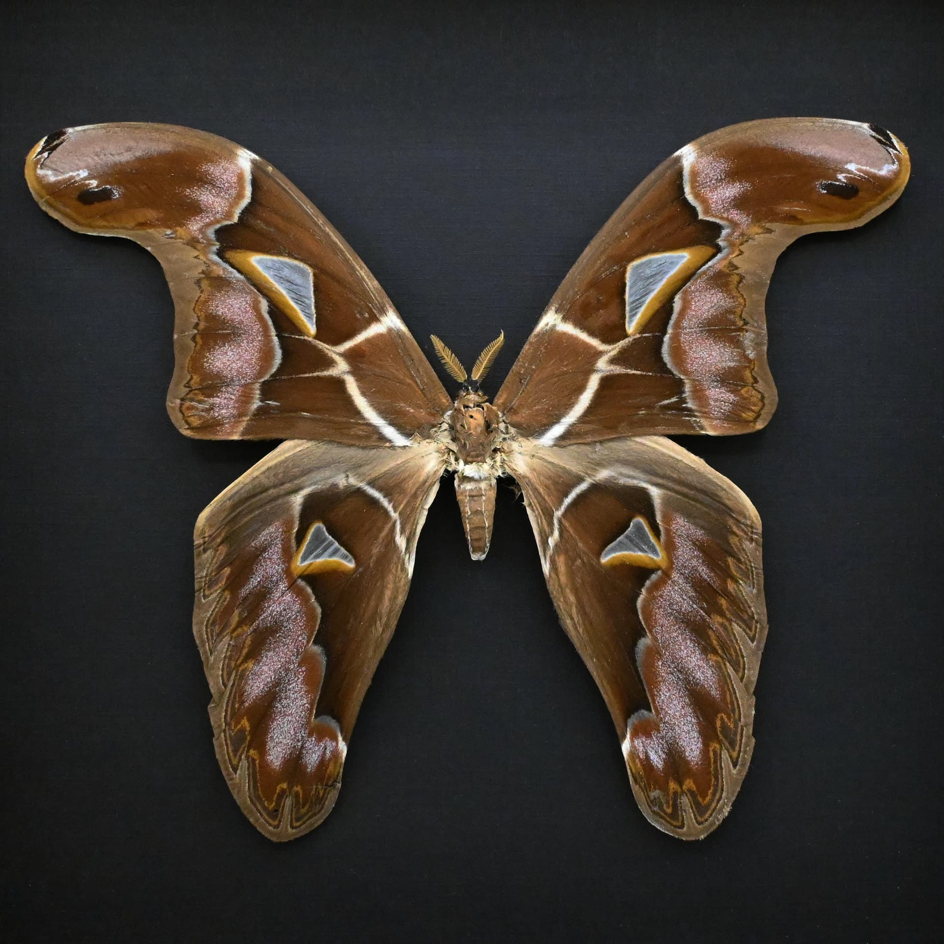 Very rare Giant Atlas moth framed taxidermy - Archaeoattacus staudingeri