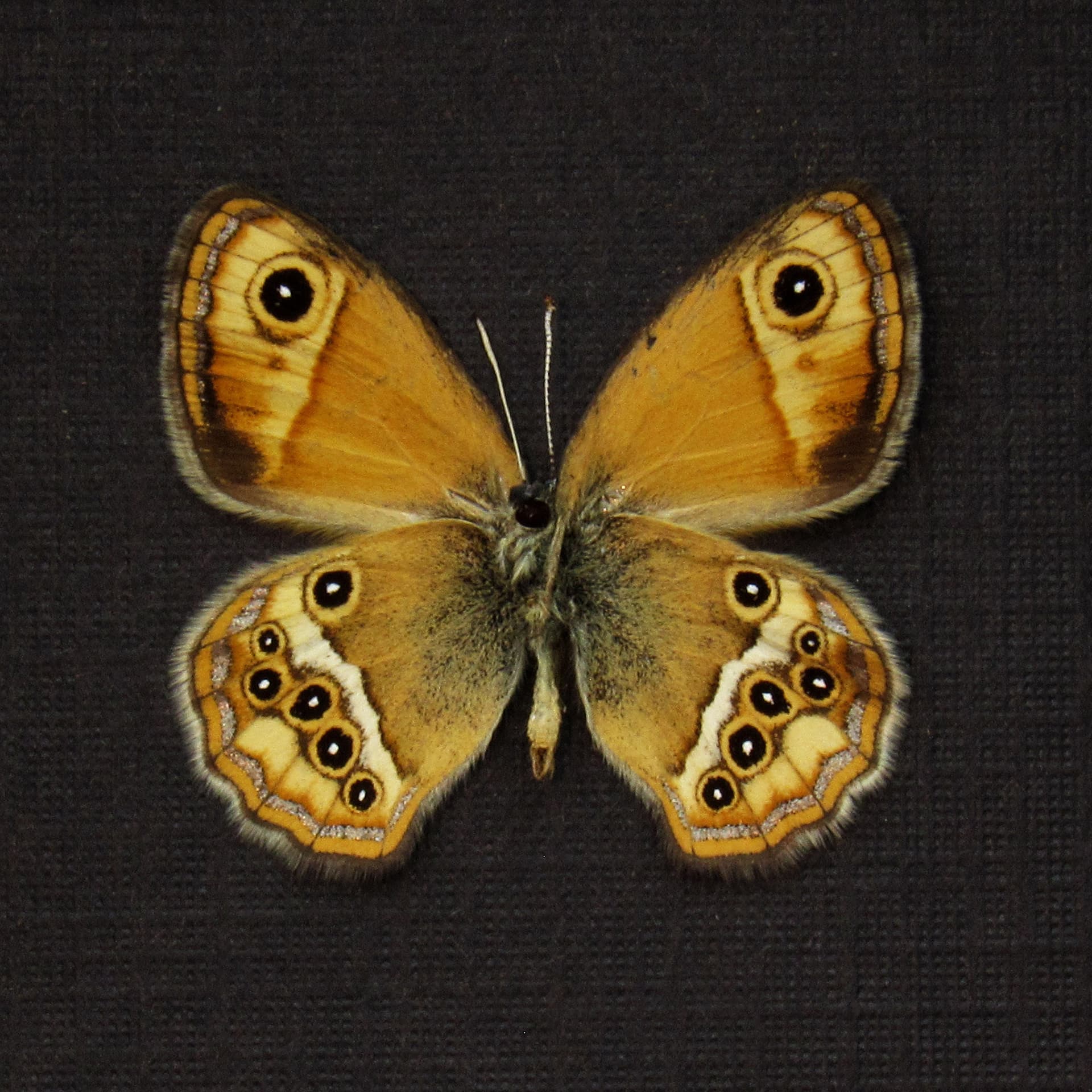 Real tiny metallic gold Satyr butterfly framed taxidermy - Coenonympha dorus pseudoaustauti