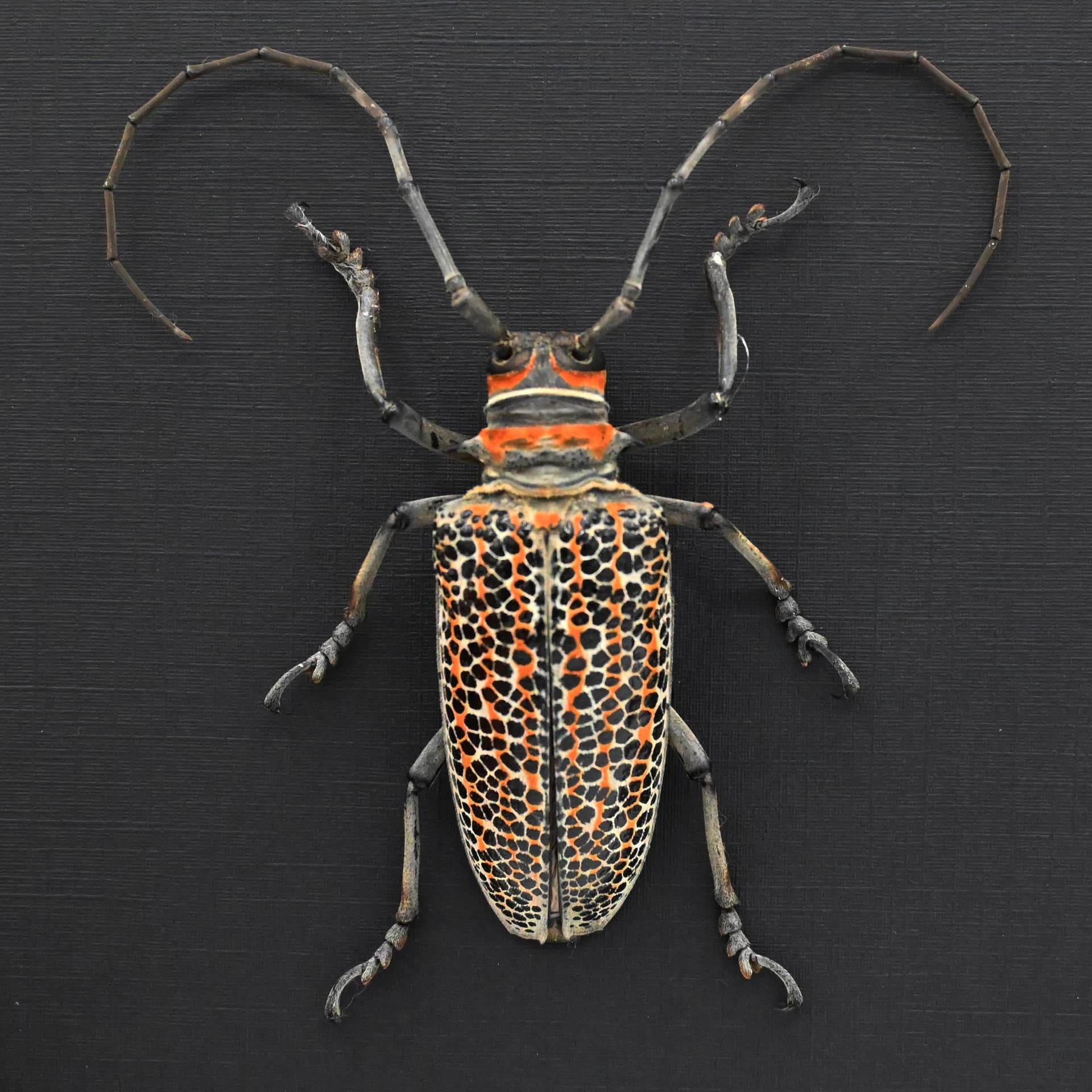 Rare Longhorn beetle framed taxidermy - Rosenbergia straussi - XL female