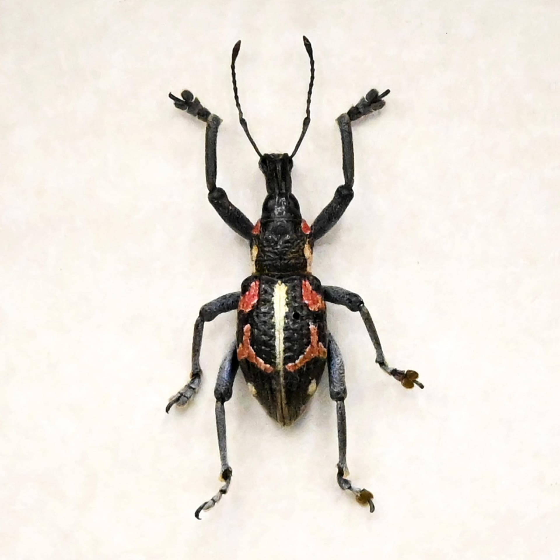 Real Weevil framed beetle taxidermy - Curculionidae species