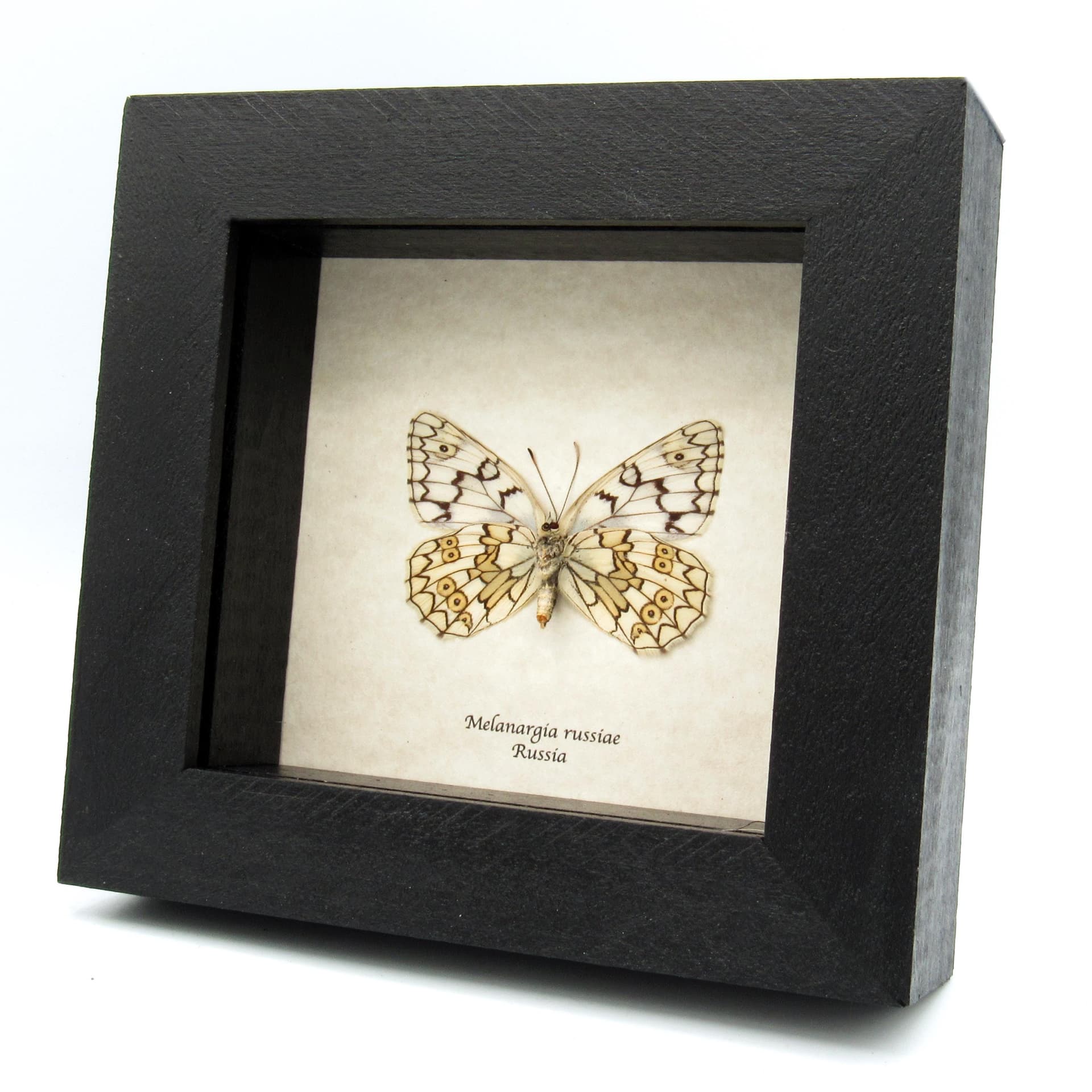 Real Marbled White butterfly framed taxidermy - Melanargia russiae