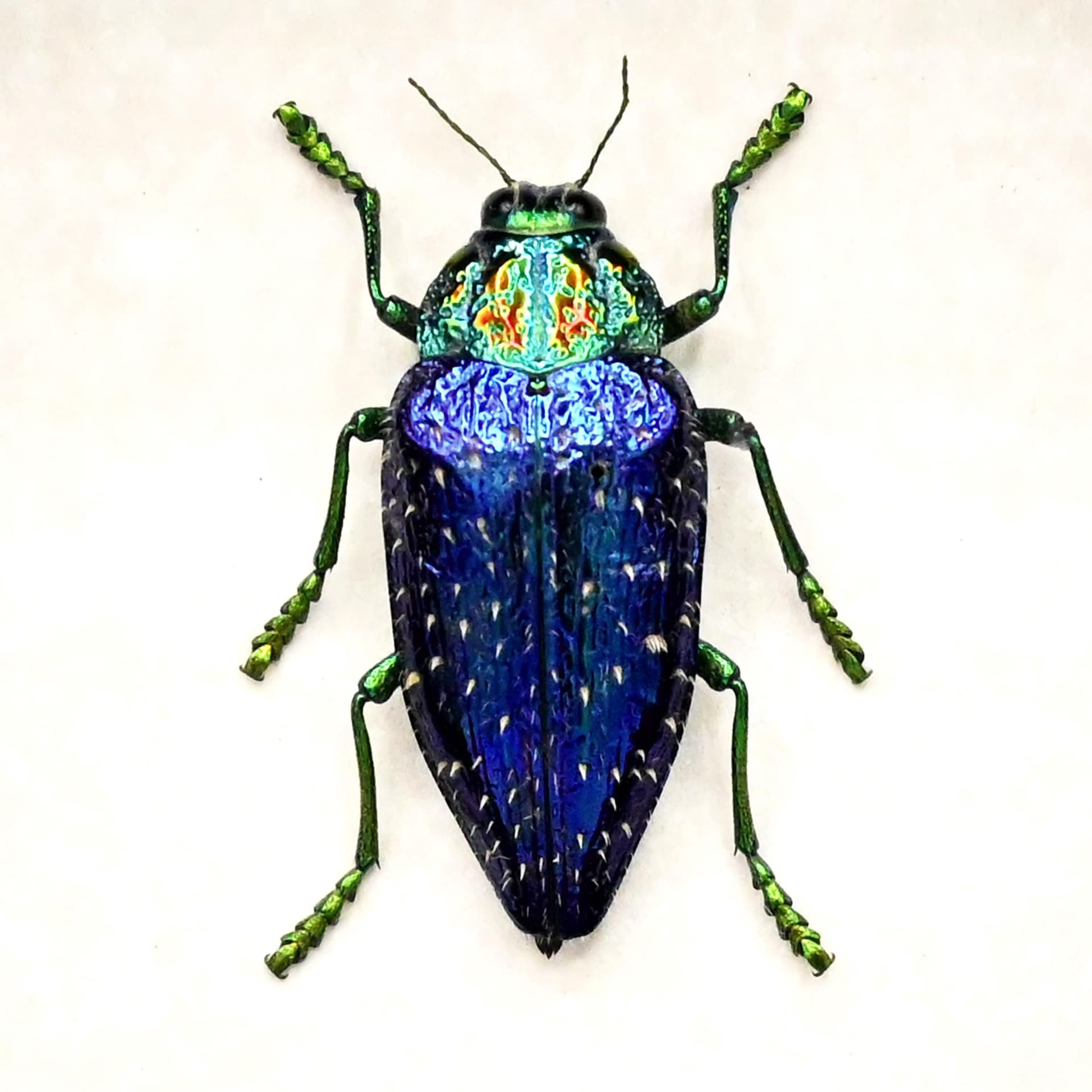 Real hairy metallic purple beetle framed taxidermy - Polybothris sumptuosa gema
