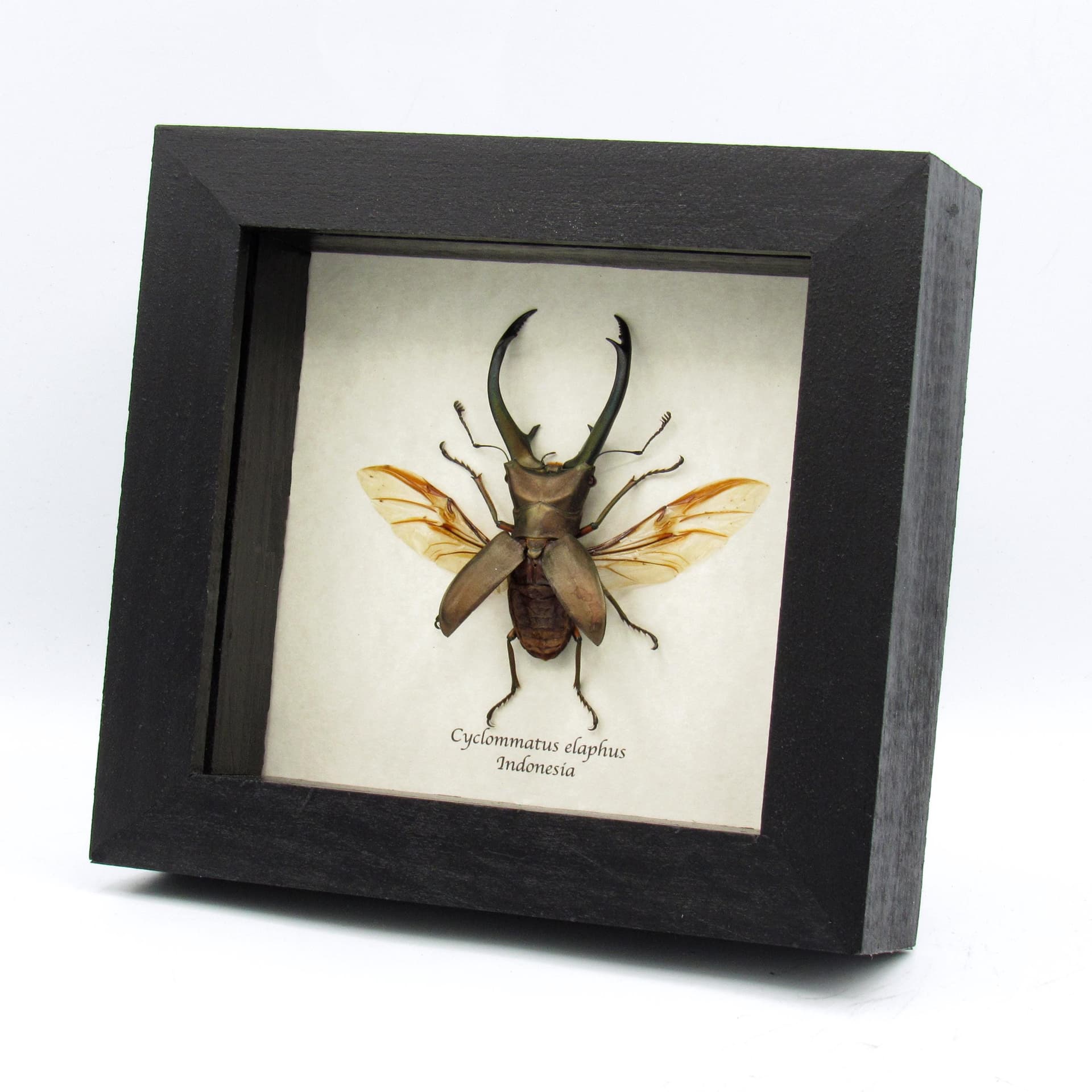 Real giant Stag beetle framed taxidermy - Cyclommatus elaphus