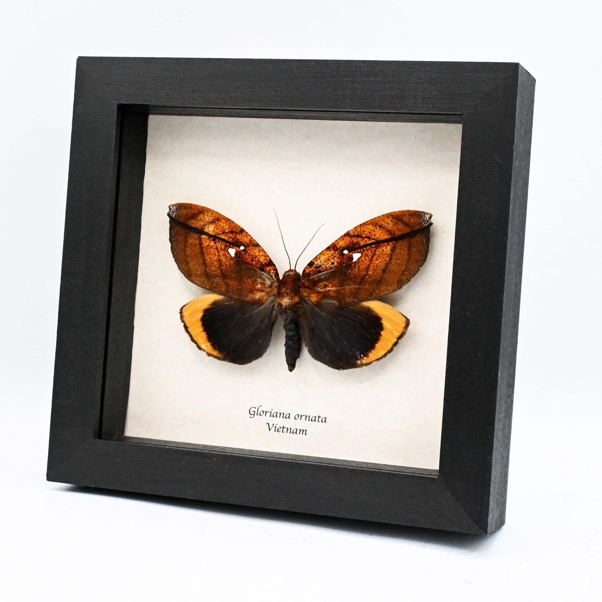 Rare fruit giant sucking moth framed taxidermy - Gloriana ornata