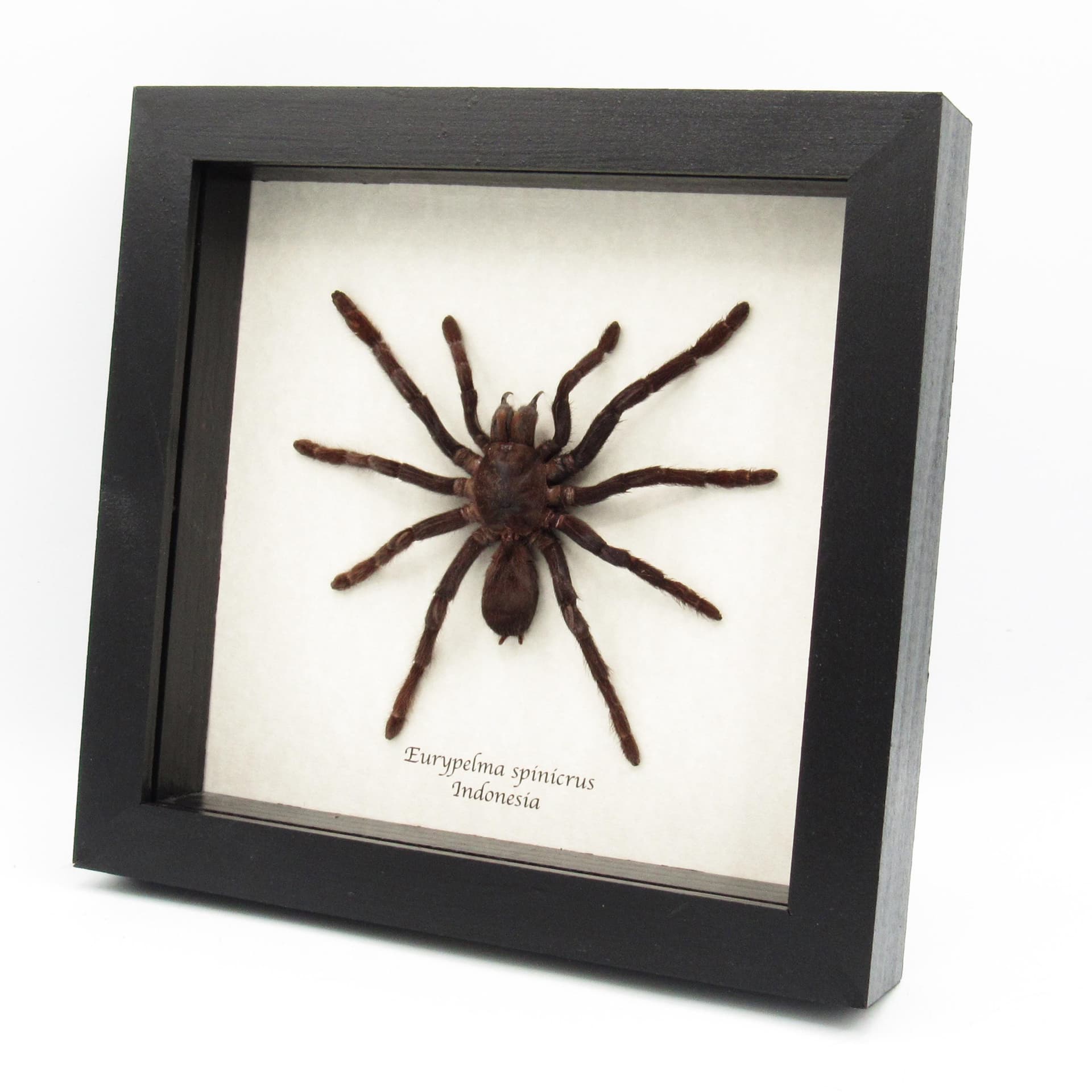 Real XL hairy fanged tarantula spider framed taxidermy - Eurypelma spinicrus