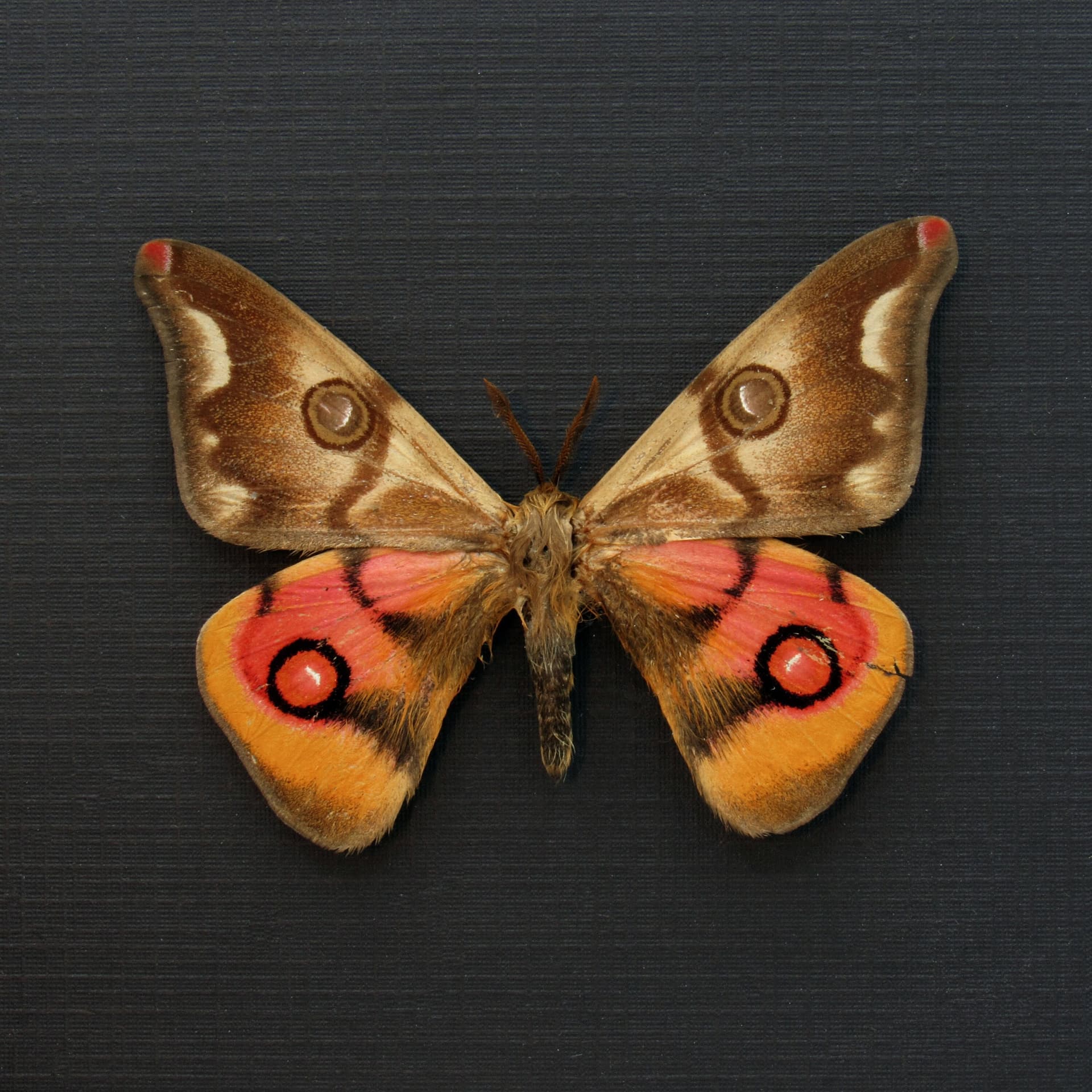 Very rare real pink Saturn moth framed taxidermy - Polythysana cinerascens - minor damage