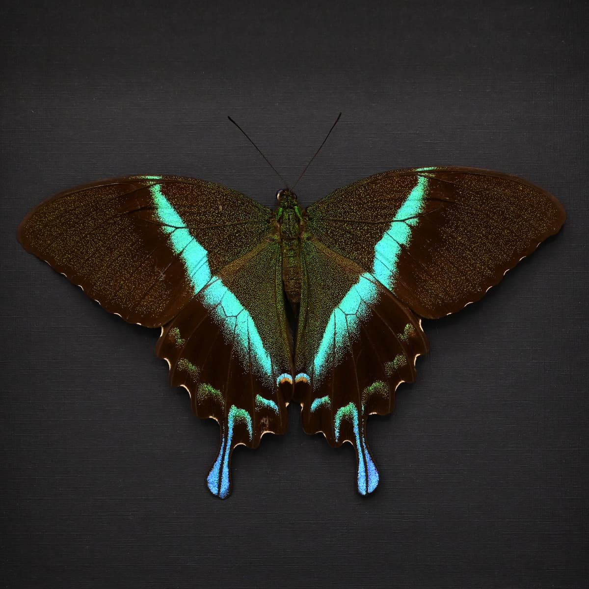 XL female Peacock Swallowtail butterfly framed taxidermy - Papilio blumei - Victorian mount