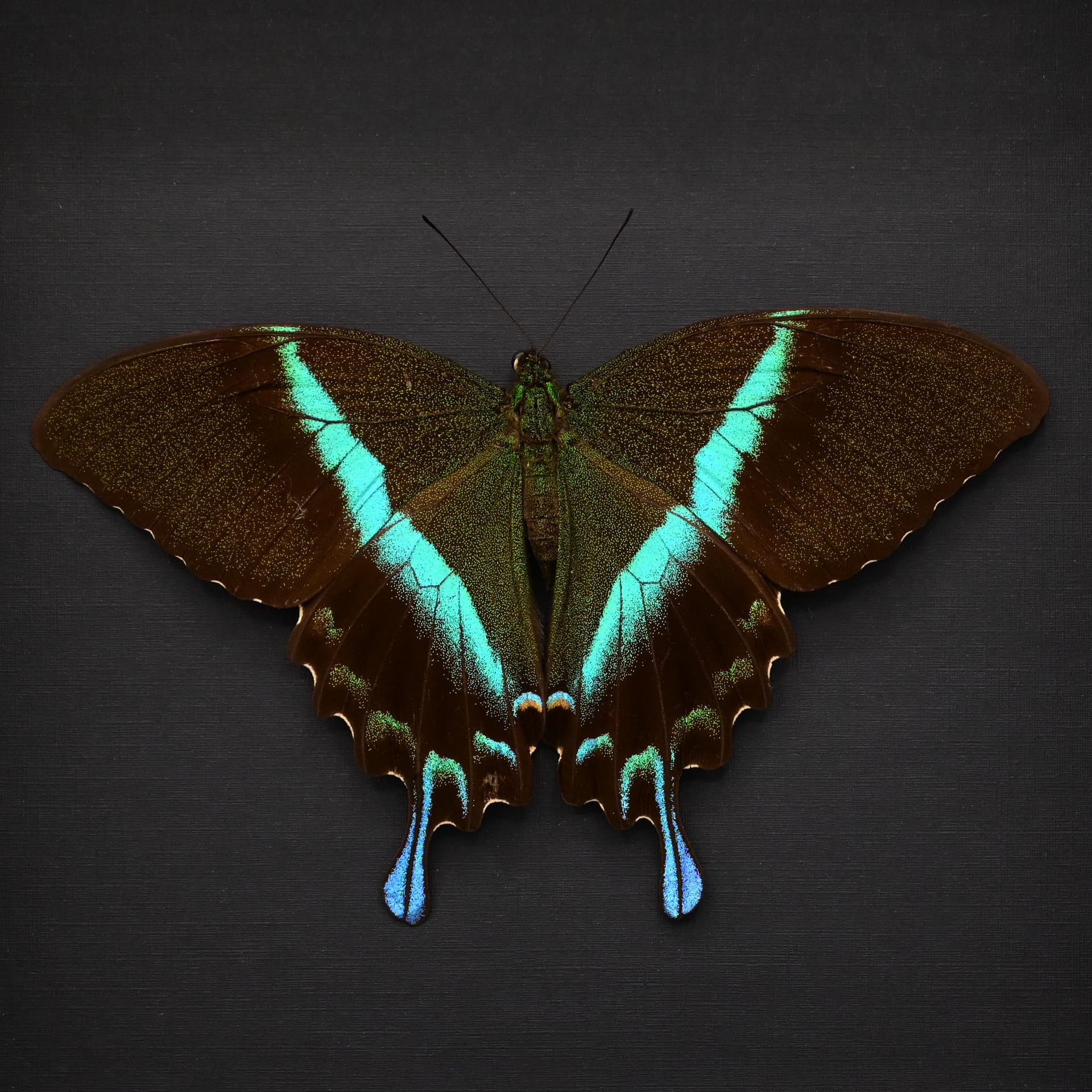 XL female Peacock Swallowtail butterfly framed taxidermy - Papilio blumei - Victorian mount