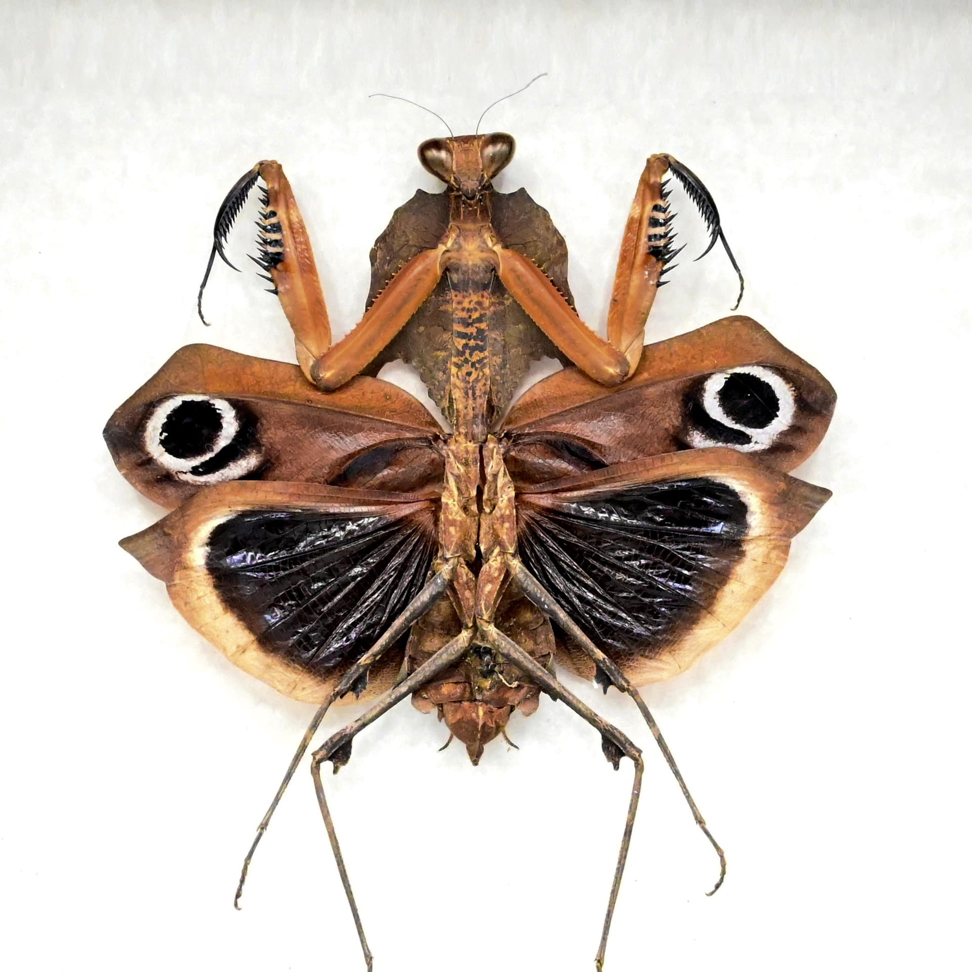 Real Giant Dead Leaf Mantis framed taxidermy - Deroplatys desiccata - female